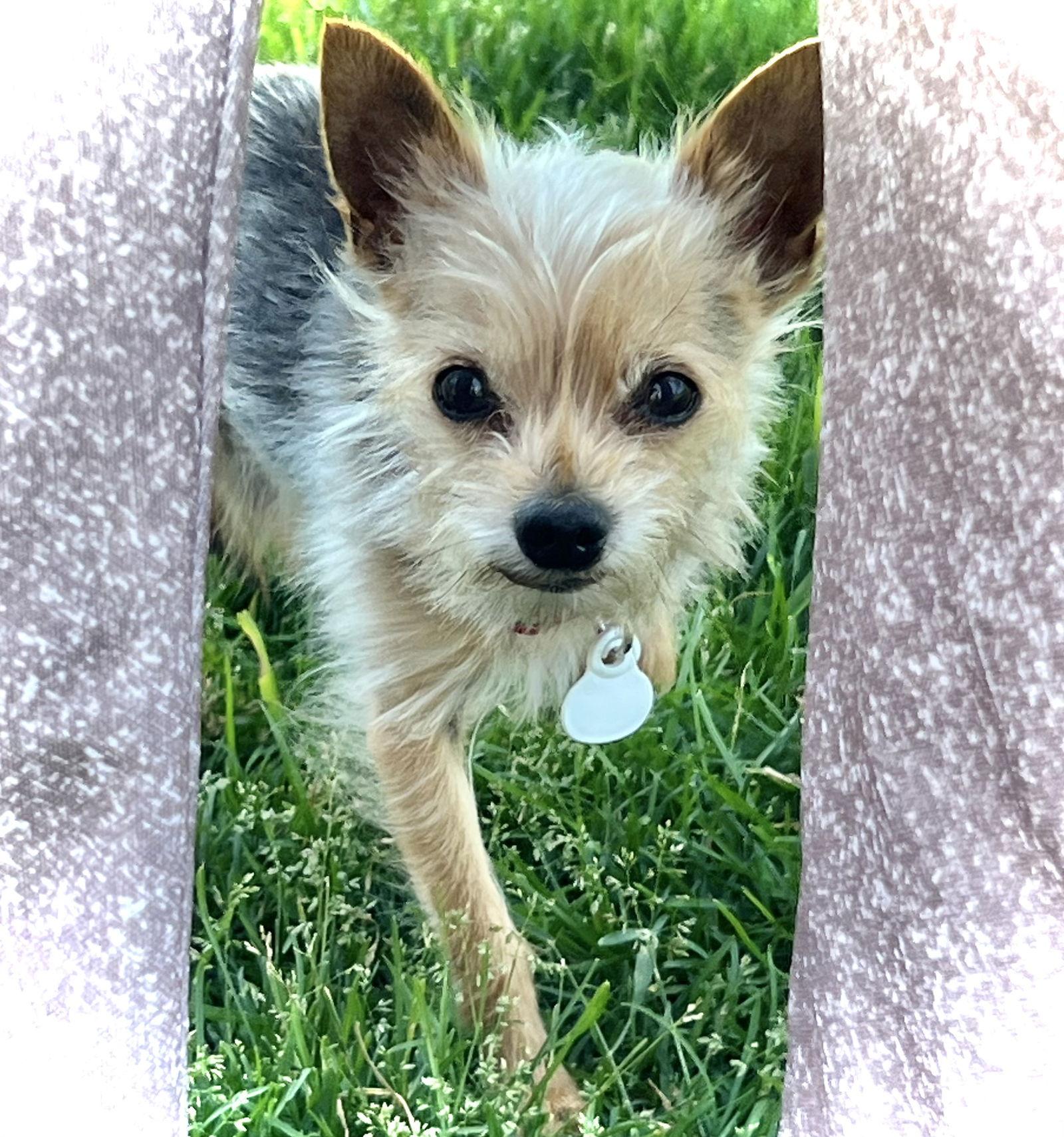 Enlarge Walley, a Adopted Yorkshire Terrier in Estherville, IA image 1/3