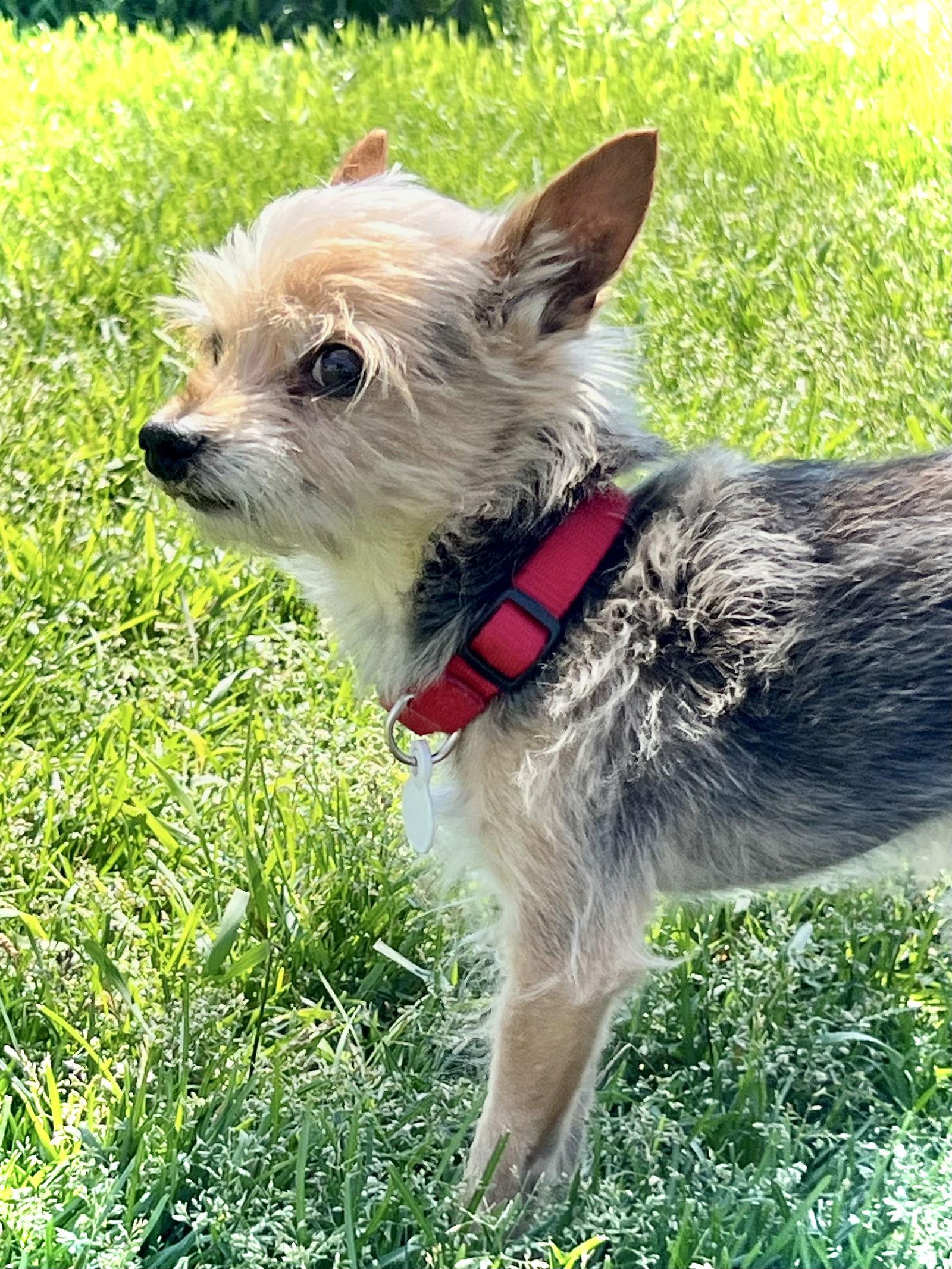 Enlarge Walley, a Adopted Yorkshire Terrier in Estherville, IA image 2/3