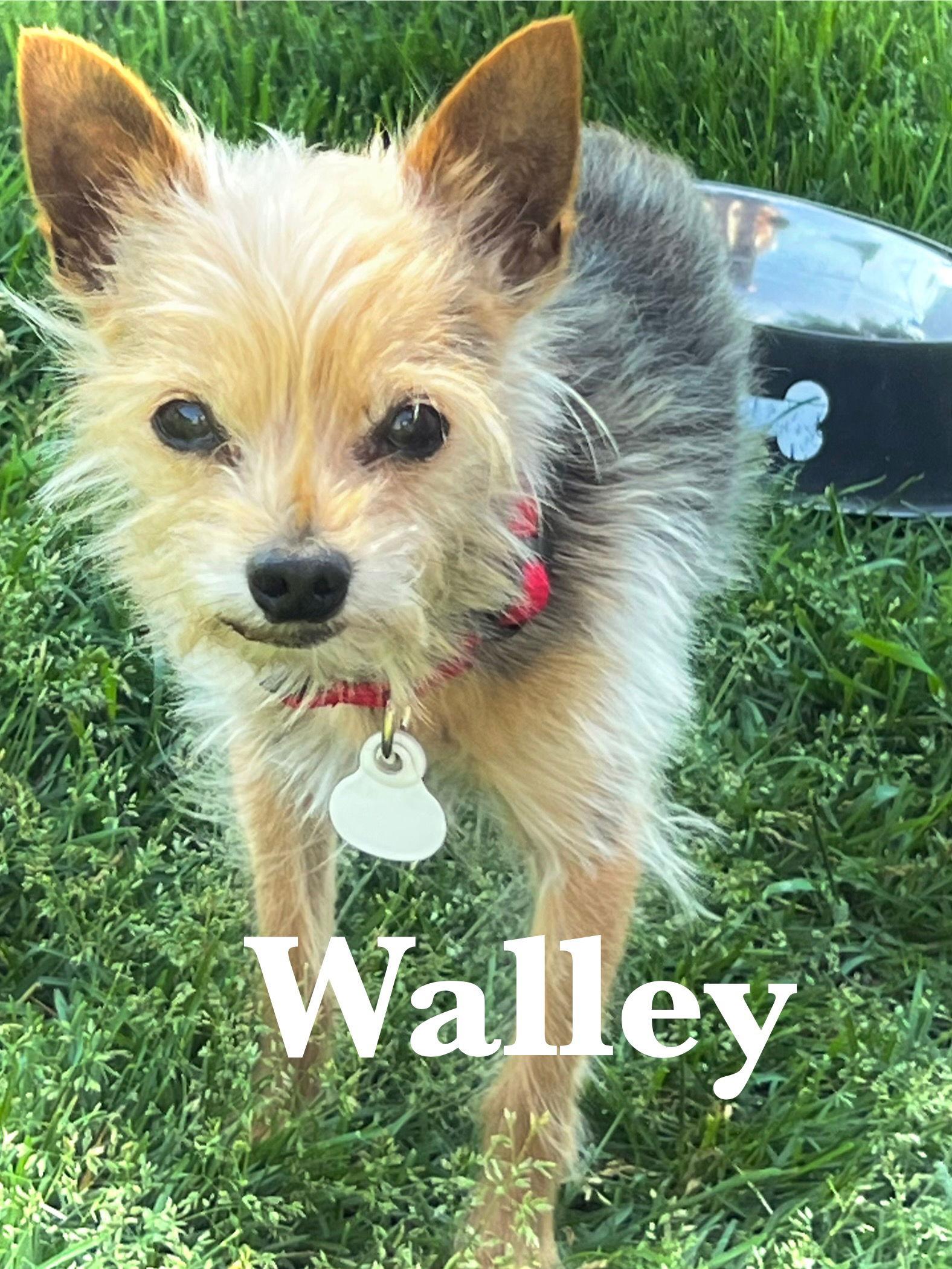 Enlarge Walley, a Adopted Yorkshire Terrier in Estherville, IA image 3/3