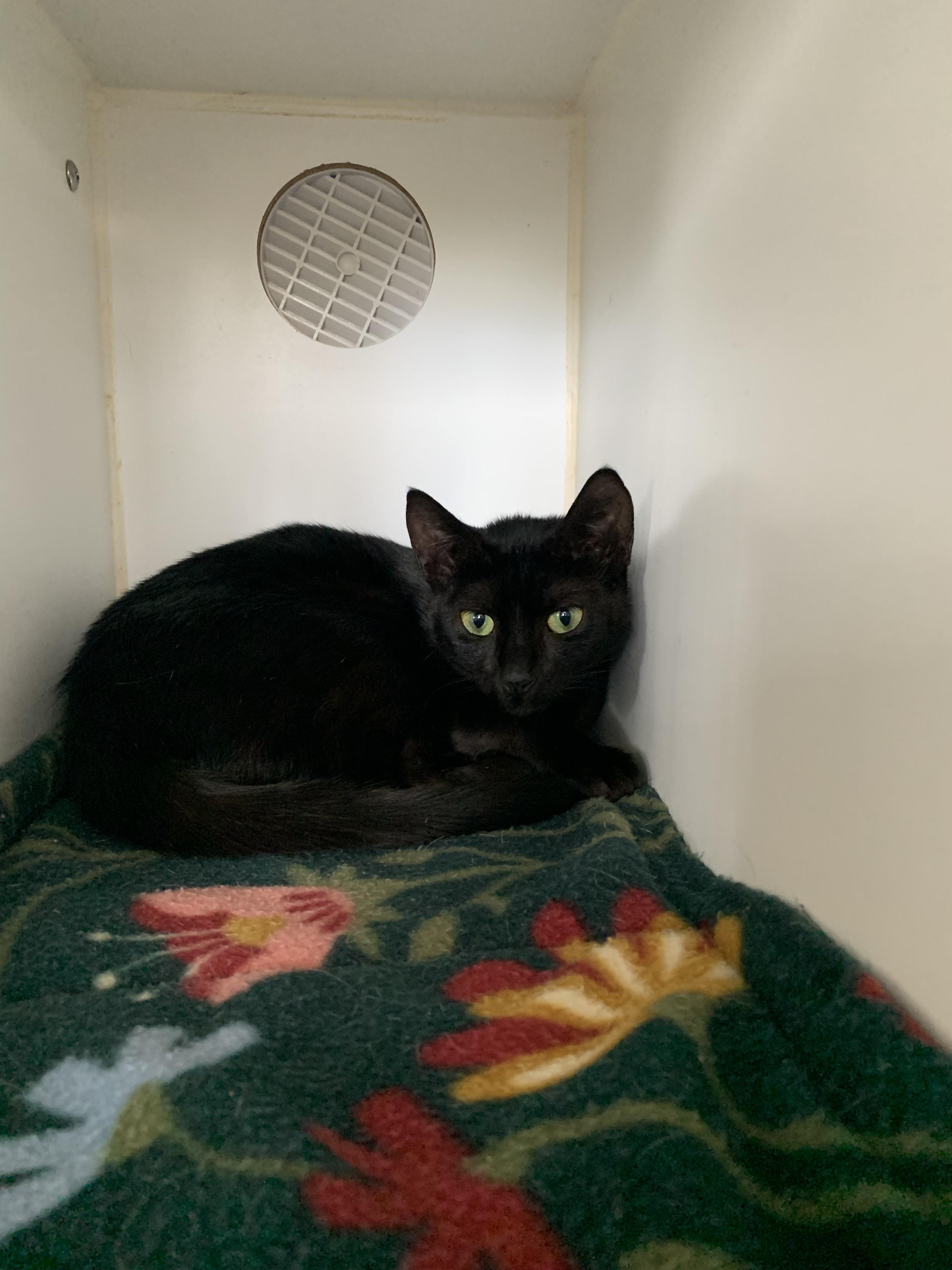 Enlarge Toadstool, a Adopted Domestic Short Hair in Grass Valley, CA image 3/5