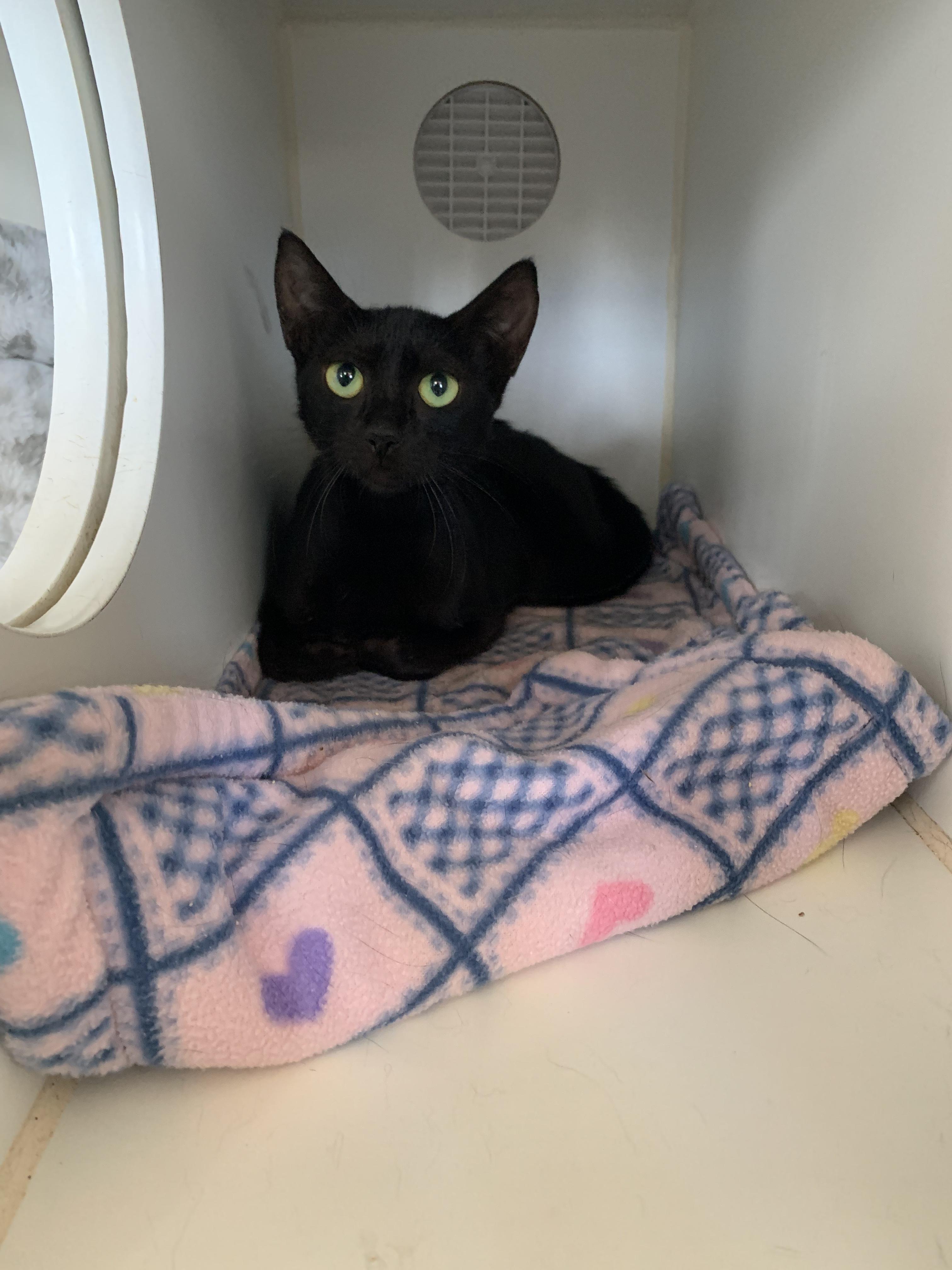 Enlarge Toadstool, a Adopted Domestic Short Hair in Grass Valley, CA image 5/5