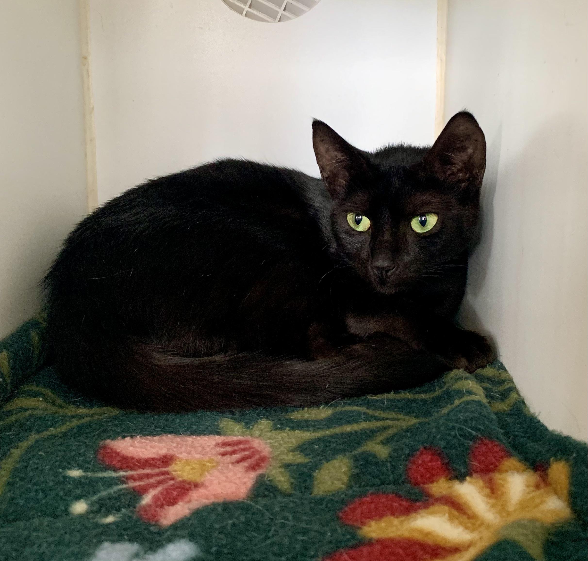 Toadstool, Adopted, Young Female Domestic Short Hair.