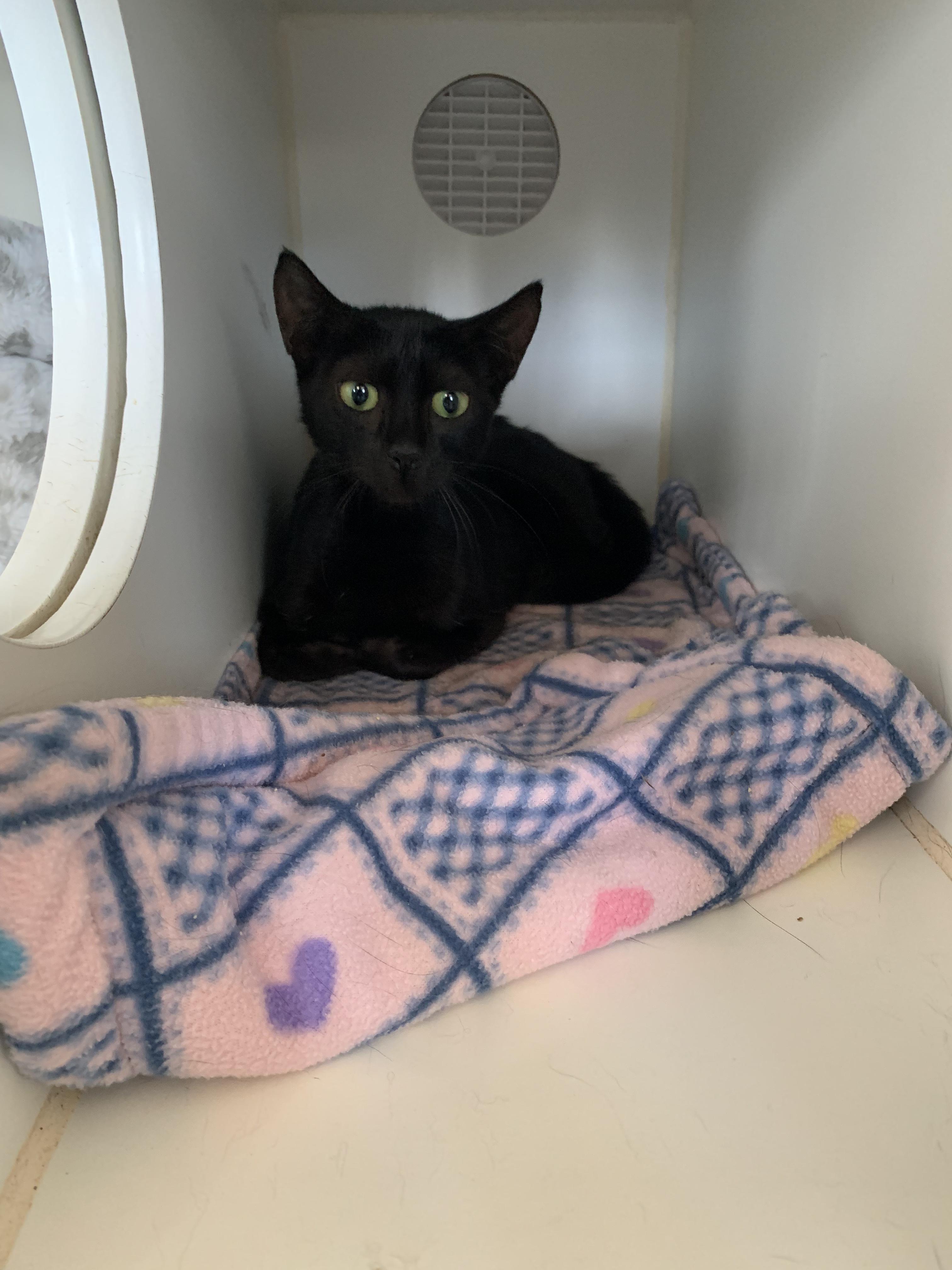 Enlarge Toadstool, a Adopted Domestic Short Hair in Grass Valley, CA image 4/5