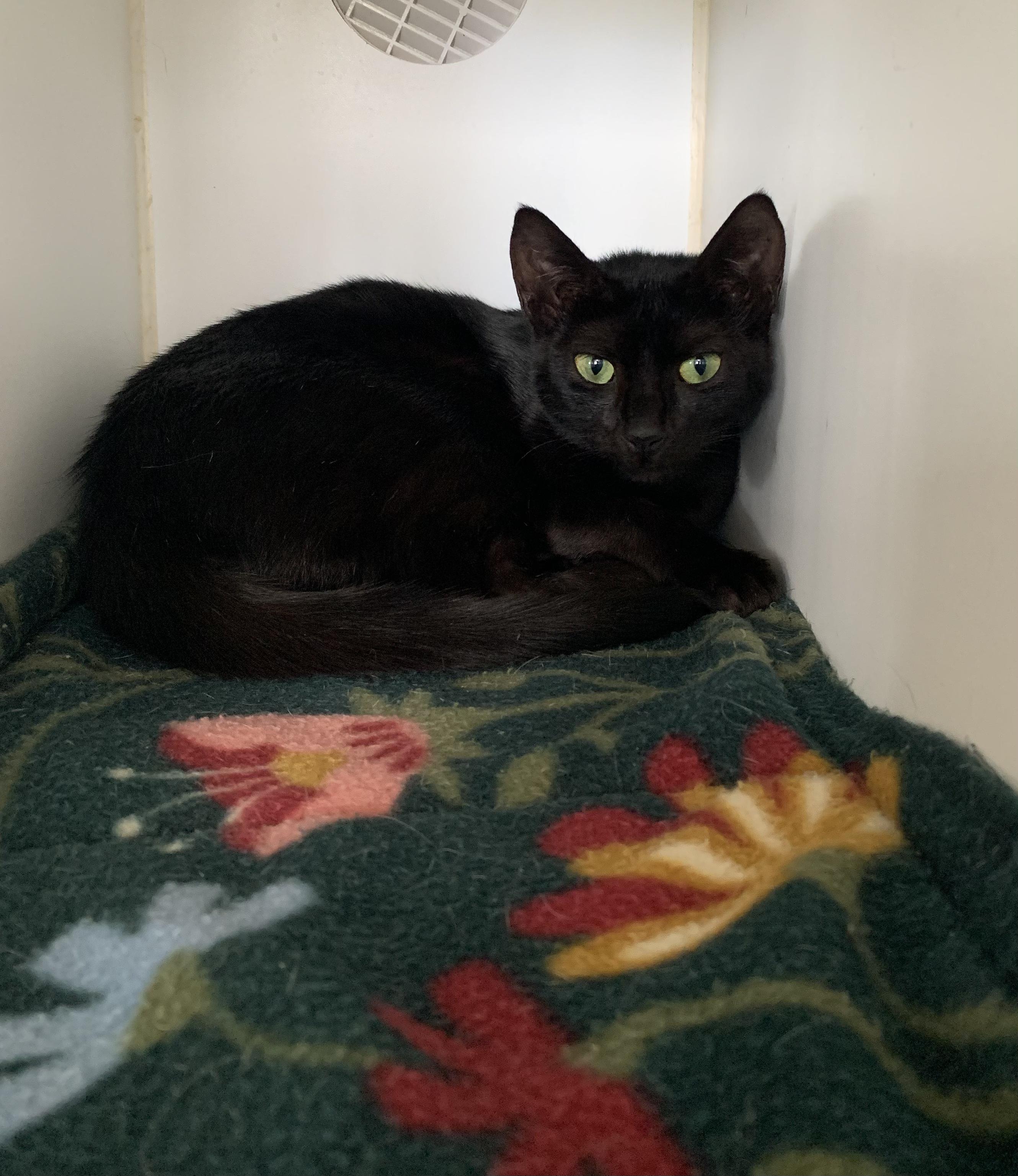 Enlarge Toadstool, a Adopted Domestic Short Hair in Grass Valley, CA image 2/5