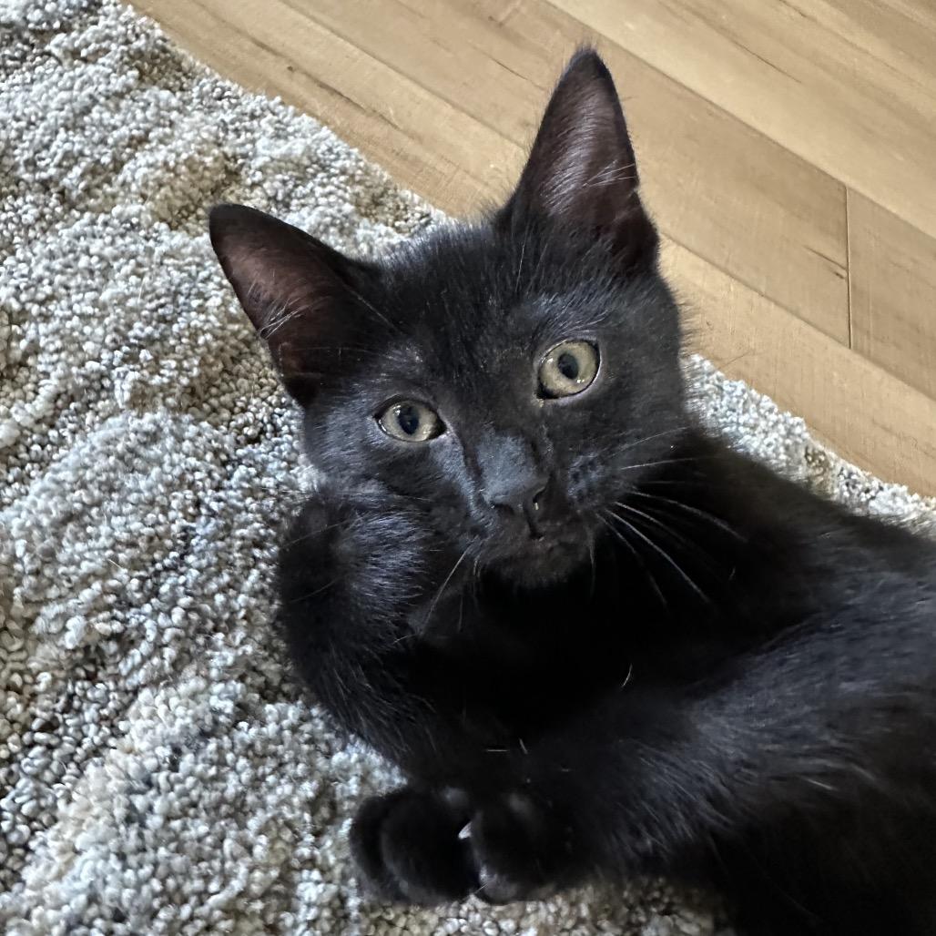 Elderberry, Adoptable, Kitten Male Domestic Short Hair.