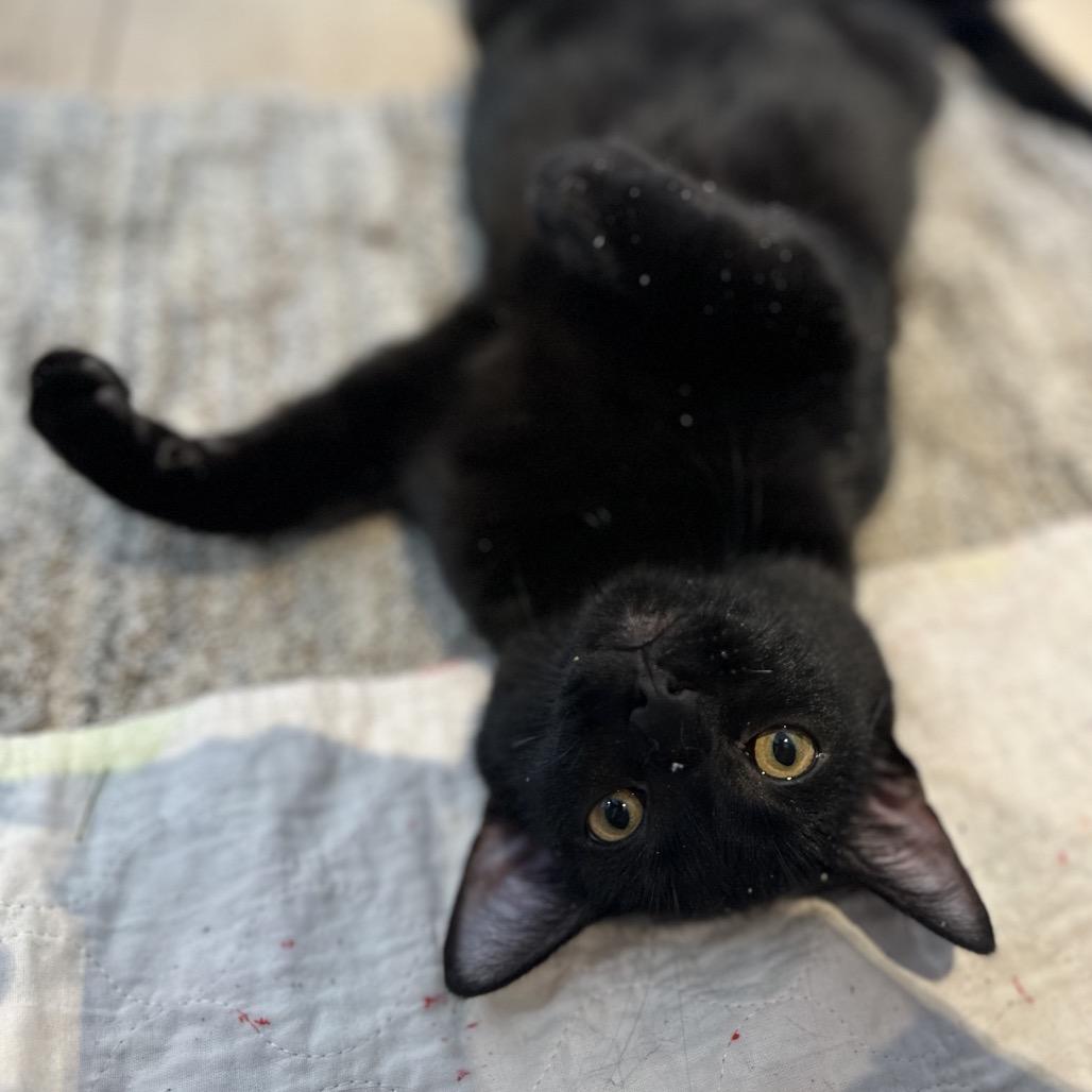 Elderberry, a Adoptable Domestic Short Hair in Portage, MI image 2/6