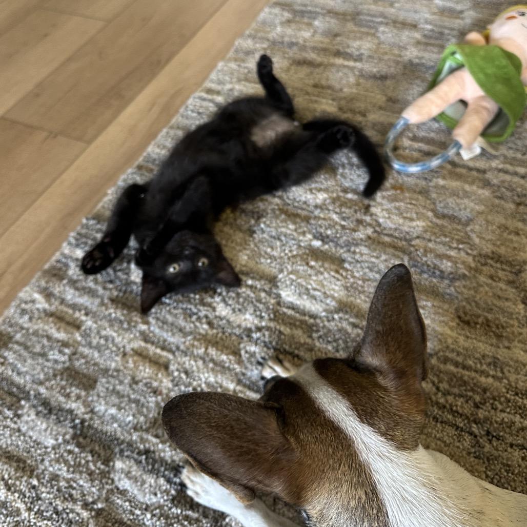 Enlarge Elderberry, a Adoptable Domestic Short Hair in Portage, MI image 3/6