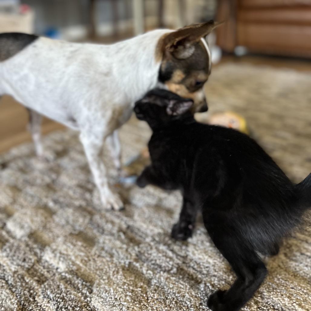 Enlarge Elderberry, a Adoptable Domestic Short Hair in Portage, MI image 4/6