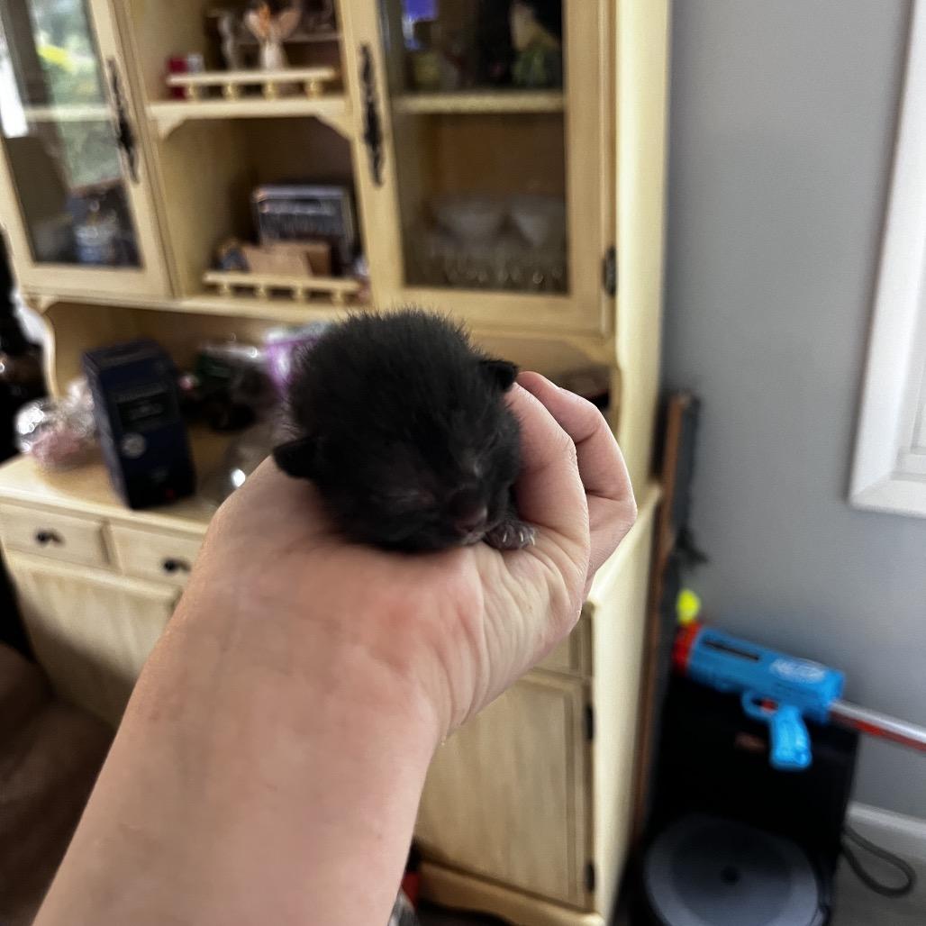 Enlarge Elderberry, a Adoptable Domestic Short Hair in Portage, MI image 6/6