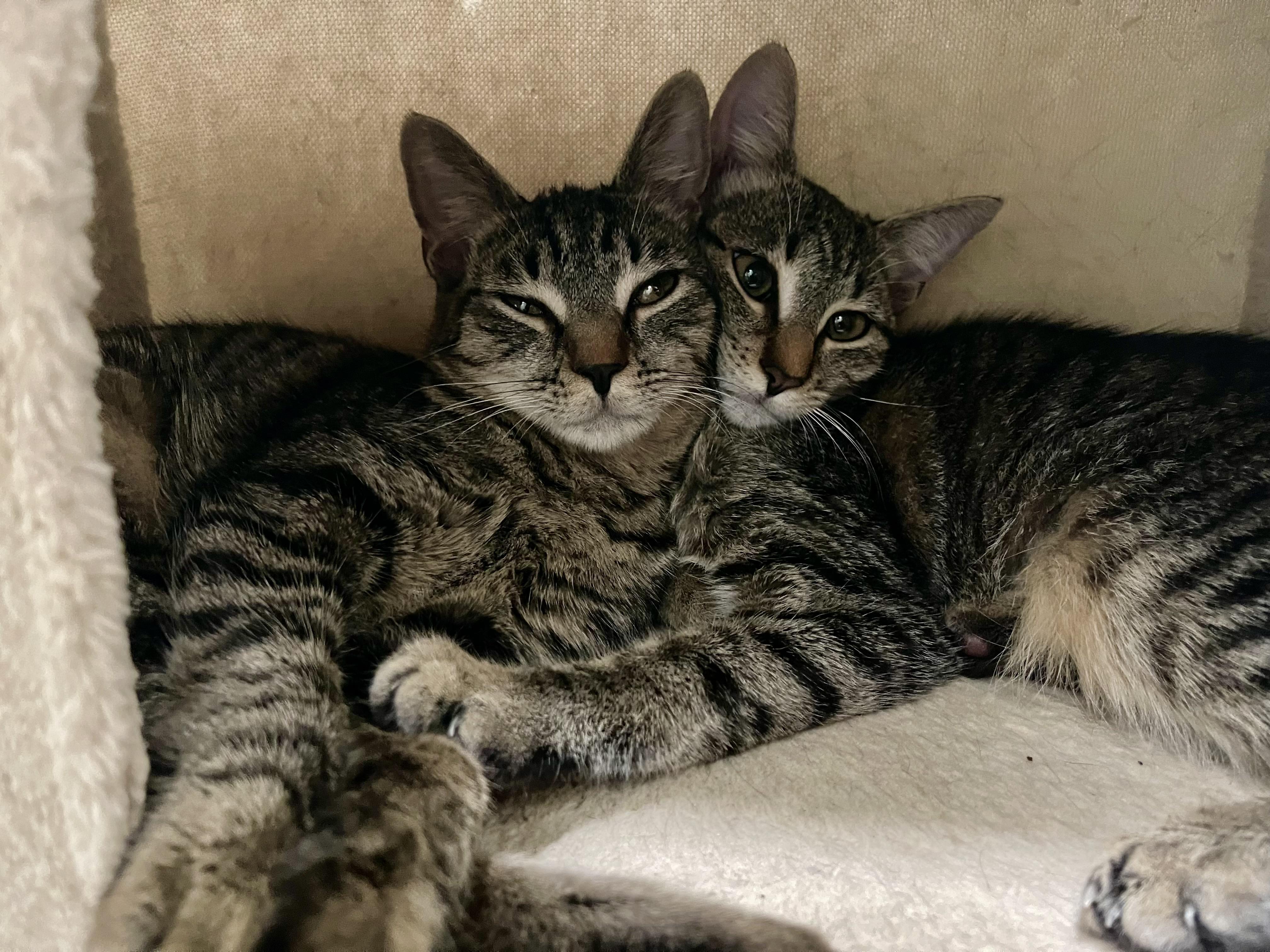 Hazel & Harper (courtesy post & bonded)