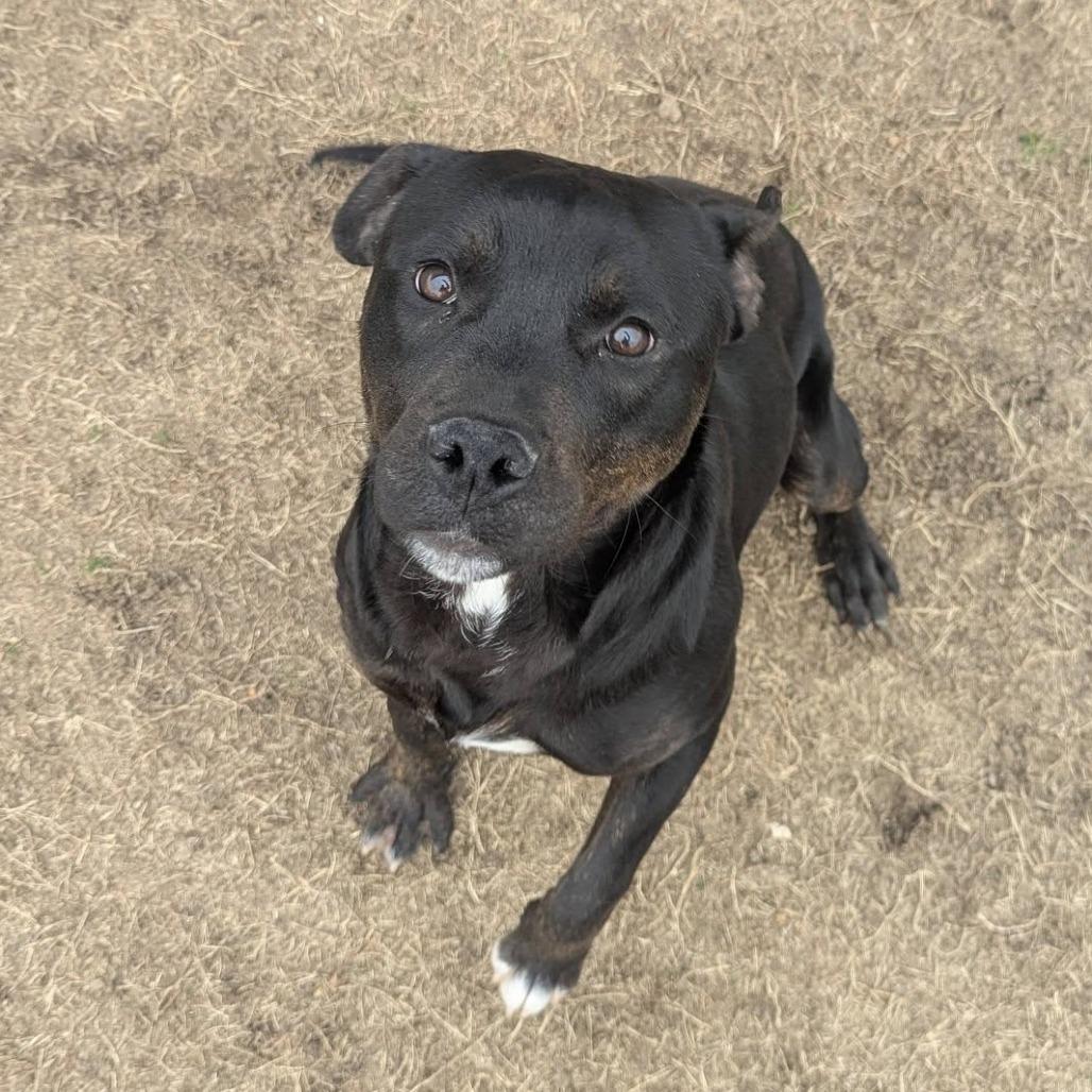 KILO  Available NOW - ADOPTION or RESCUE!, Adoptable, Young Female Mixed Breed.