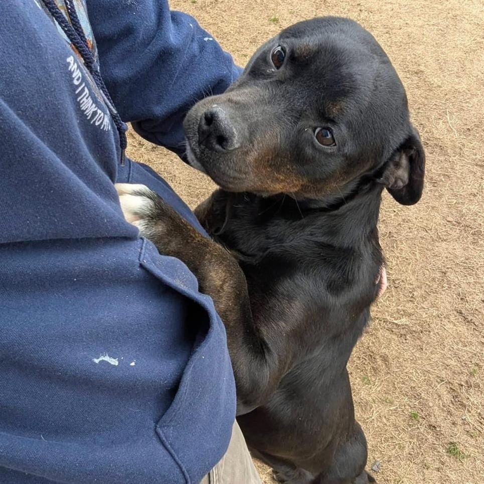 KILO Available NOW - ADOPTION or RESCUE!, a Adoptable Mixed Breed in Nashville, NC image 2/4