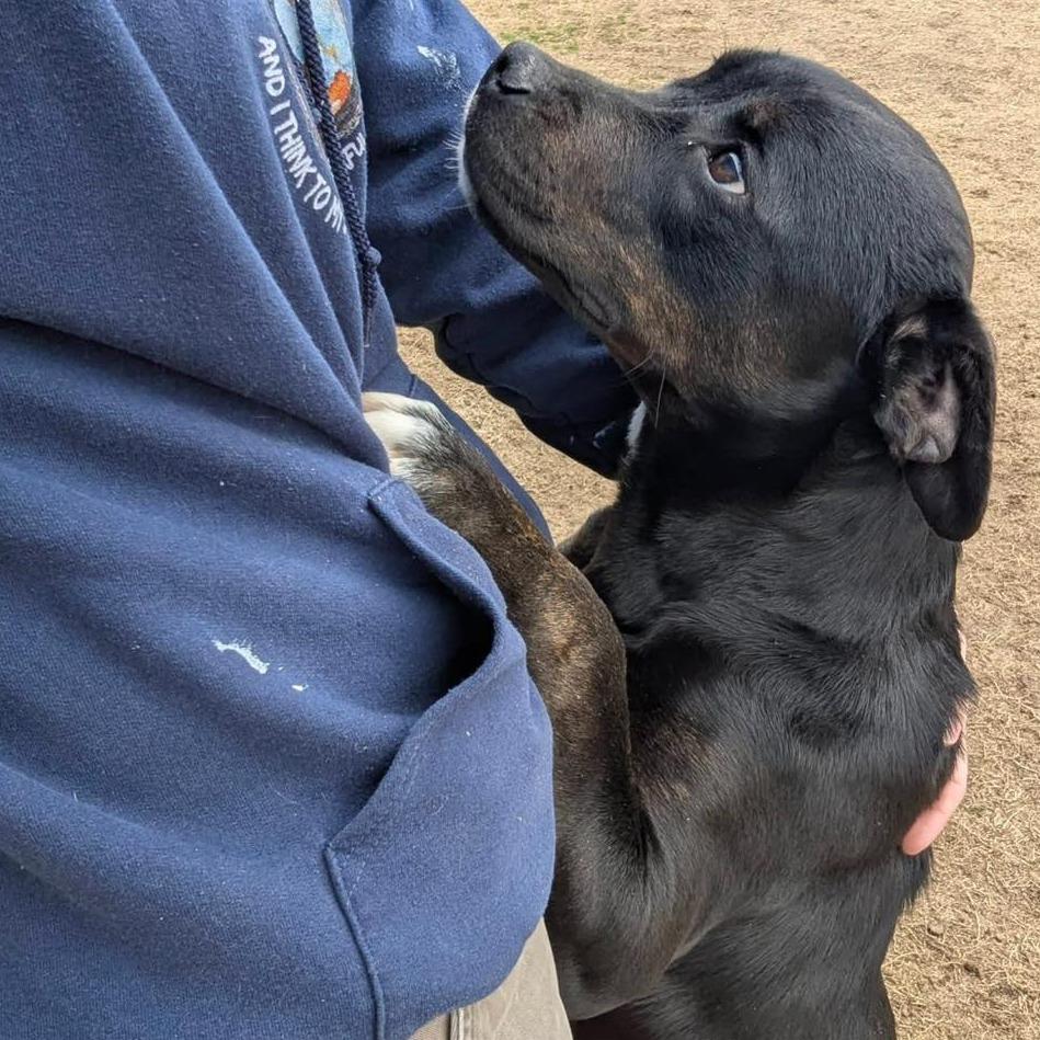 KILO Available NOW - ADOPTION or RESCUE!, a Adoptable Mixed Breed in Nashville, NC image 4/4