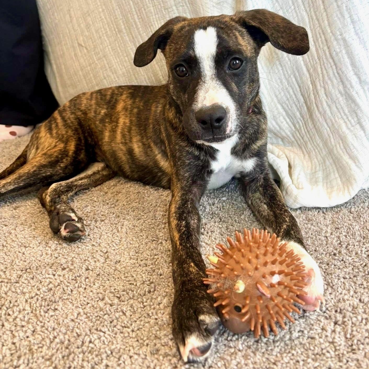 Enlarge Lake Norman, a Adoptable mixed breed in Ayden, NC image 2/6