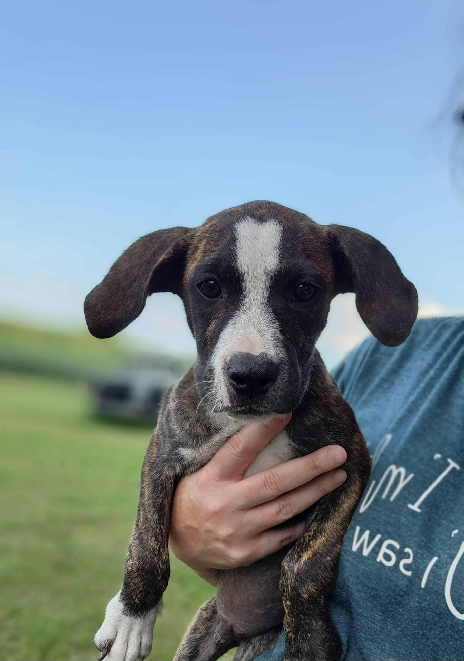 Lake Norman, a Adoptable mixed breed in Ayden, NC image 1/4