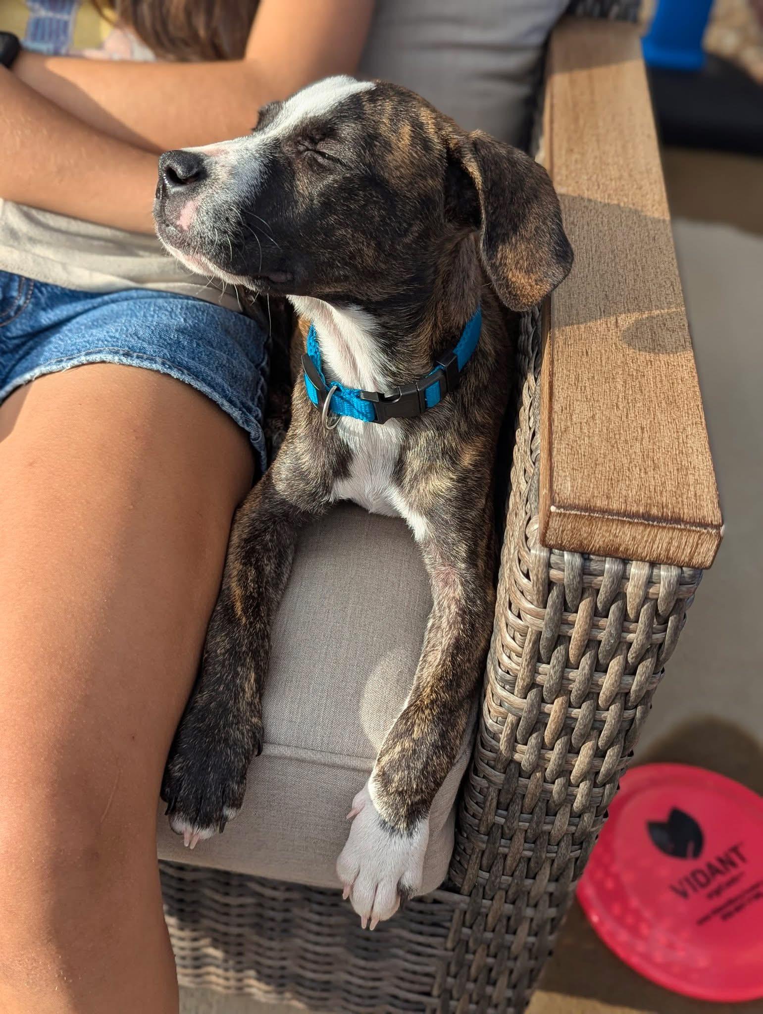 Lake Norman, a Adoptable mixed breed in Ayden, NC image 2/4