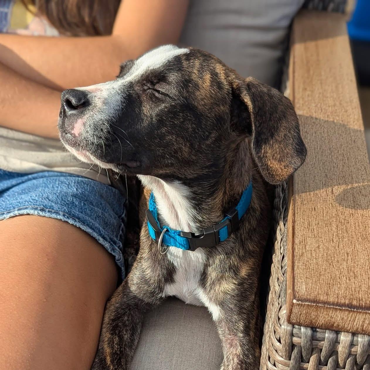 Enlarge Lake Norman, a Adoptable mixed breed in Ayden, NC image 3/6