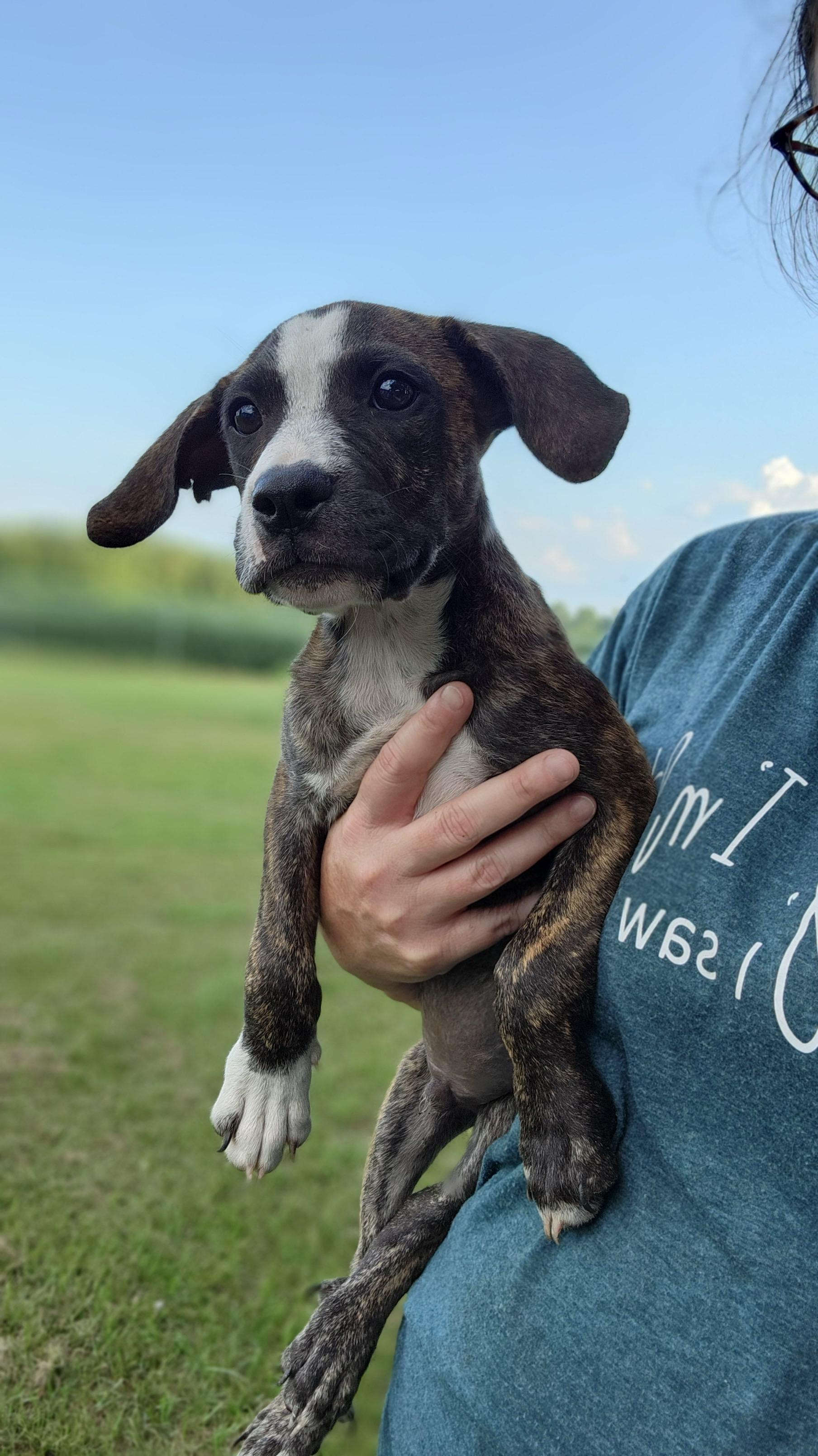 Lake Norman, a Adoptable mixed breed in Ayden, NC image 3/4