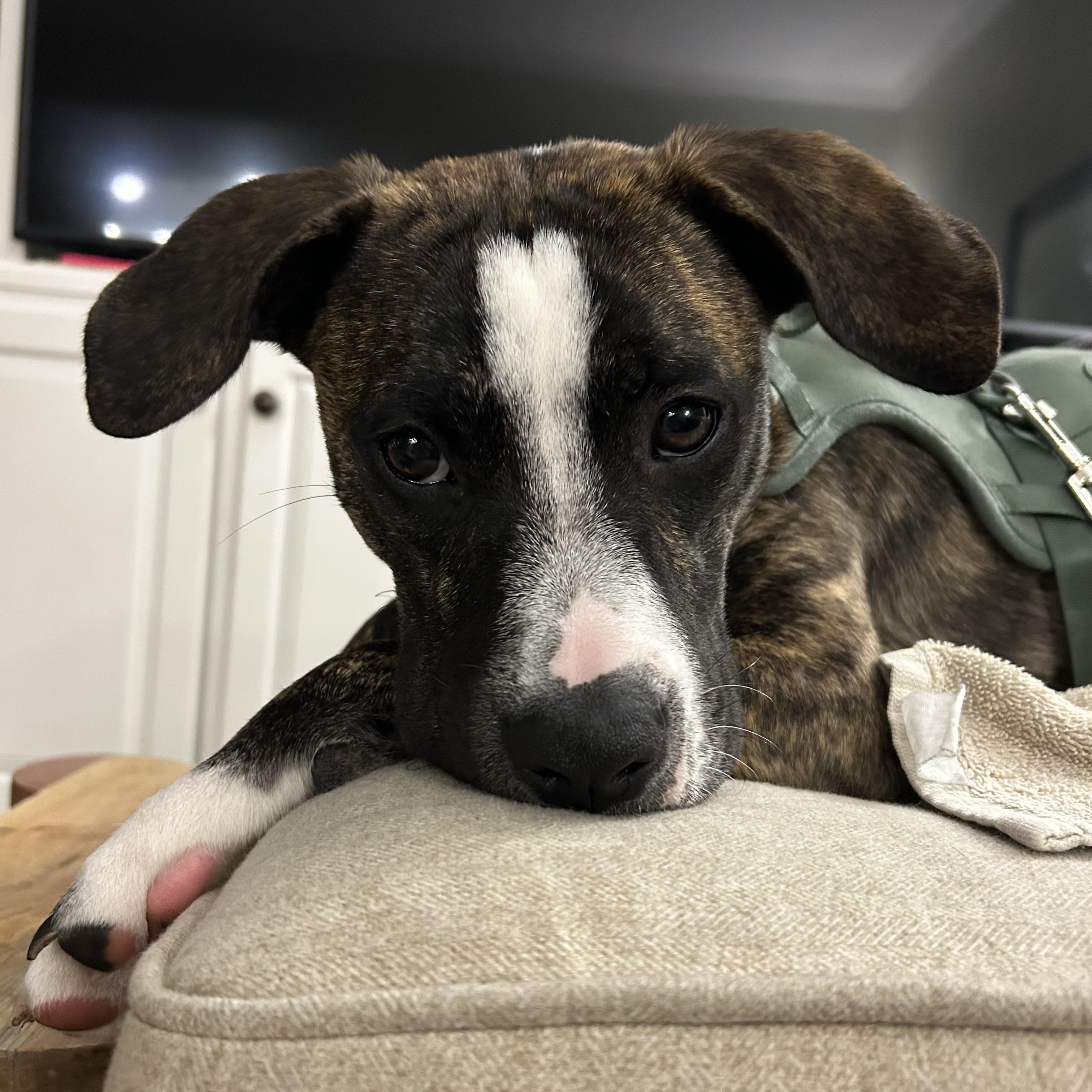 Enlarge Lake Norman, a Adoptable mixed breed in Ayden, NC image 1/6