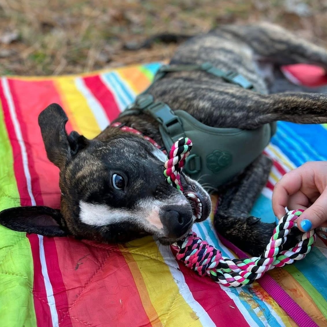 Enlarge Lake Norman, a Adoptable mixed breed in Ayden, NC image 6/6