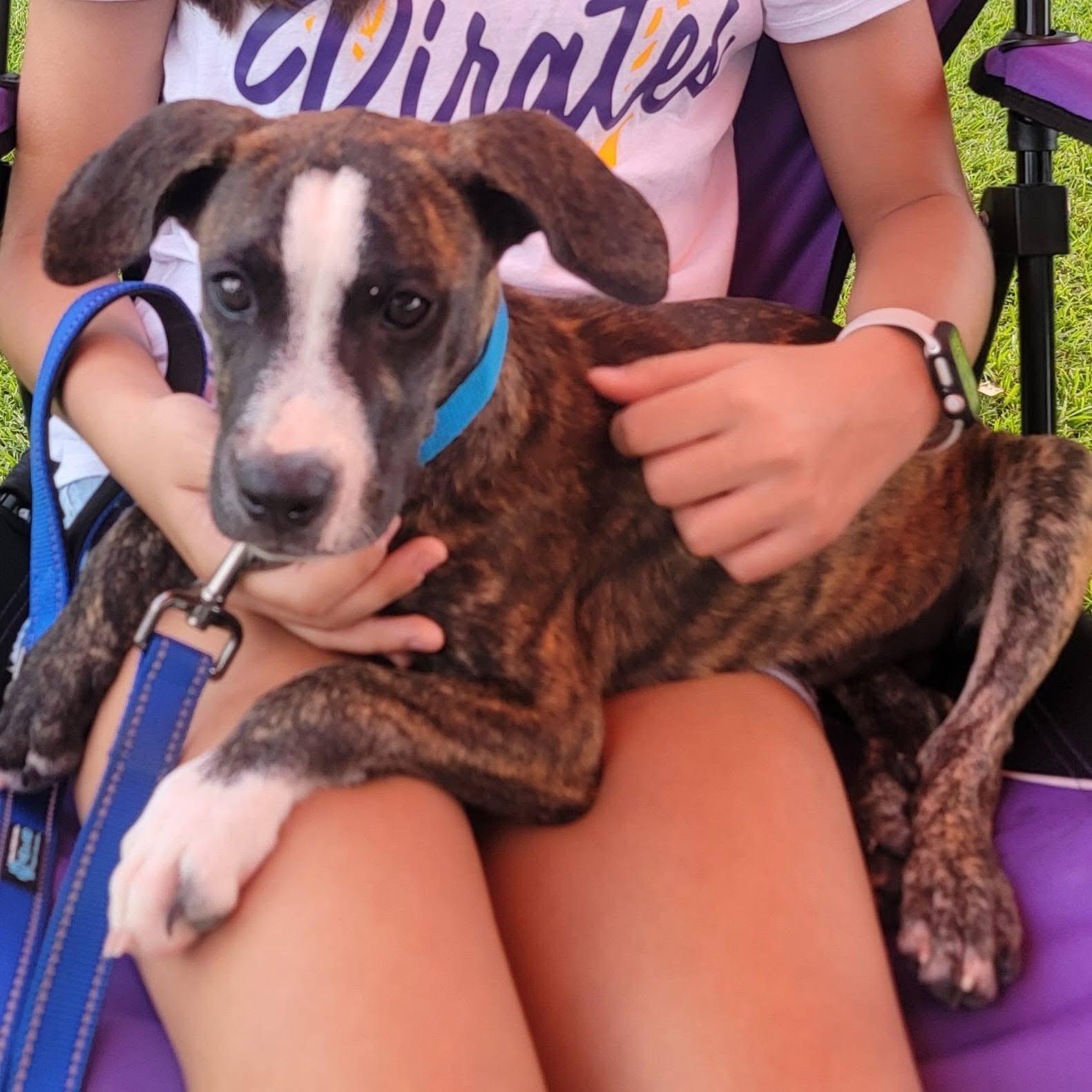 Lake Norman, a Adoptable mixed breed in Ayden, NC image 4/4