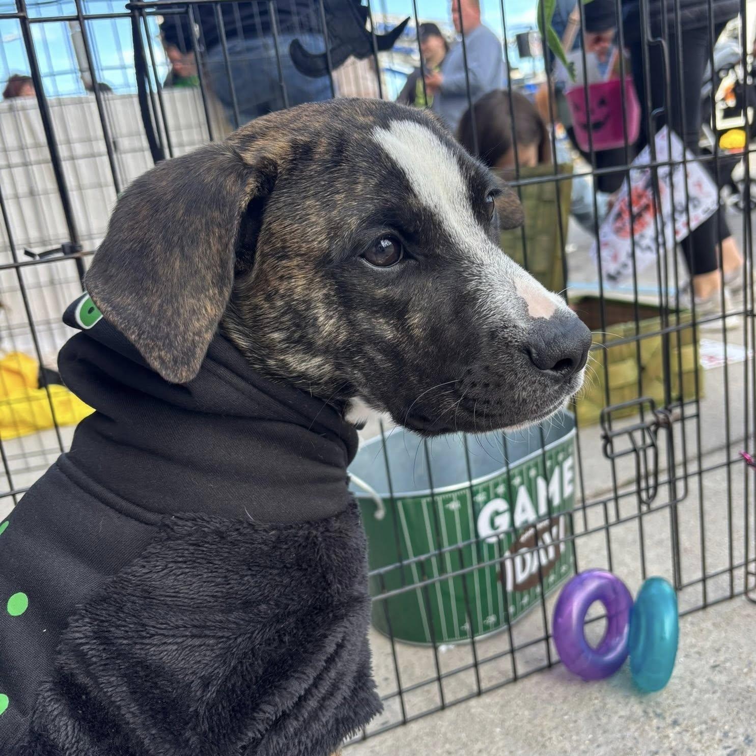 Enlarge Lake Norman, a Adoptable mixed breed in Ayden, NC image 5/6