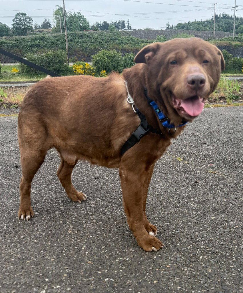 Max, Adoptable, Senior Male Labrador Retriever.