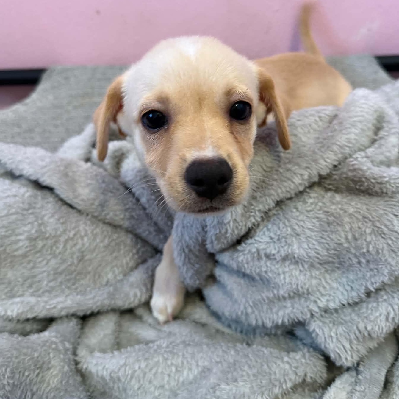 Braydon, a ADOPTABLE mixed breed in ISABELA, PR image 2/3