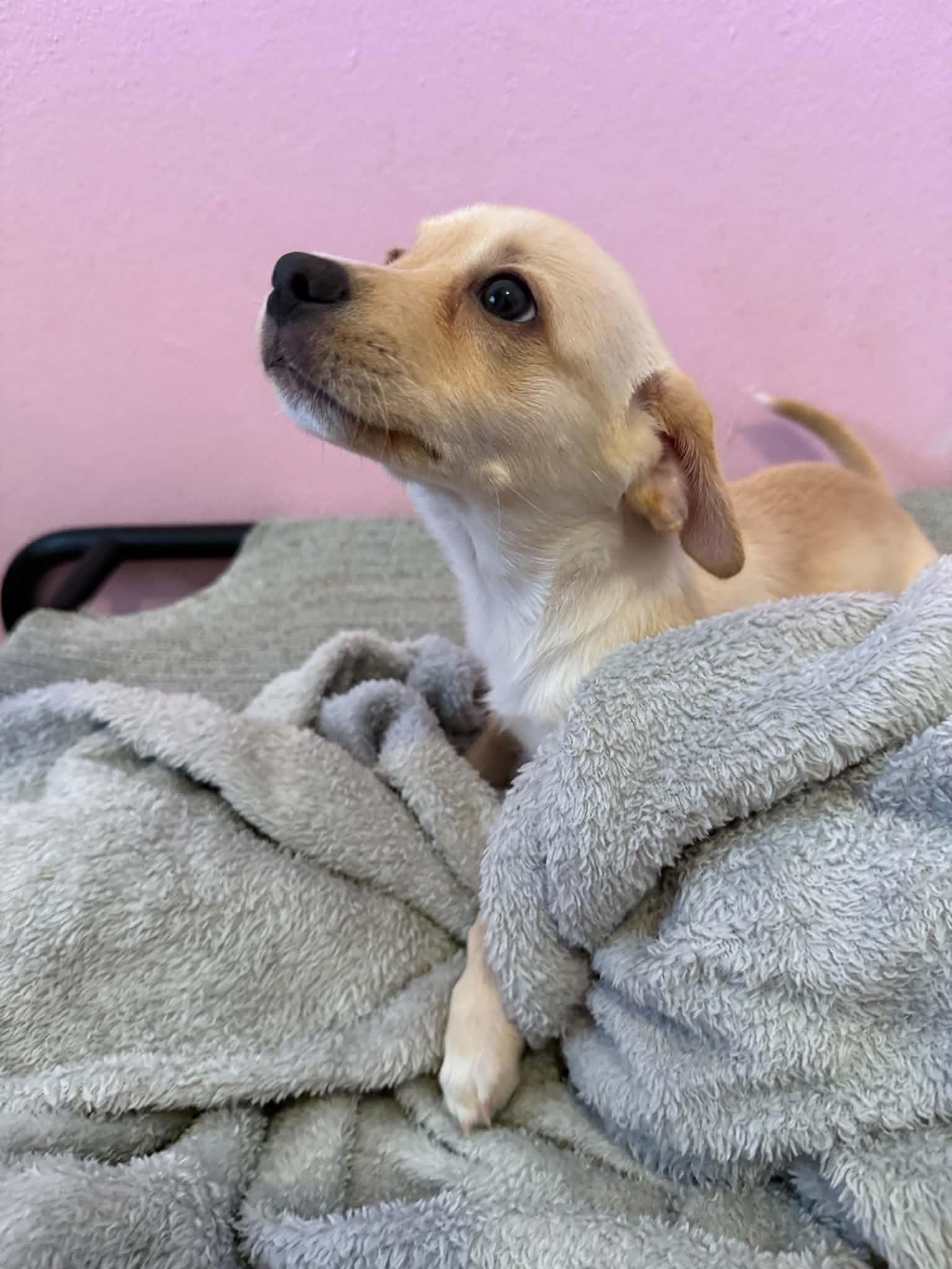 Braydon, a ADOPTABLE mixed breed in ISABELA, PR image 3/3