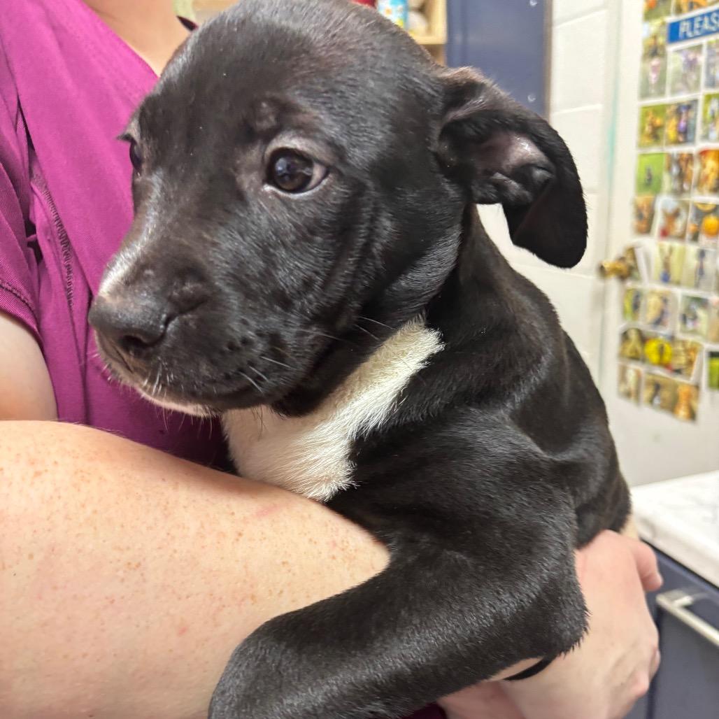 Popsicle, Adoptable, Puppy Female Mixed Breed.