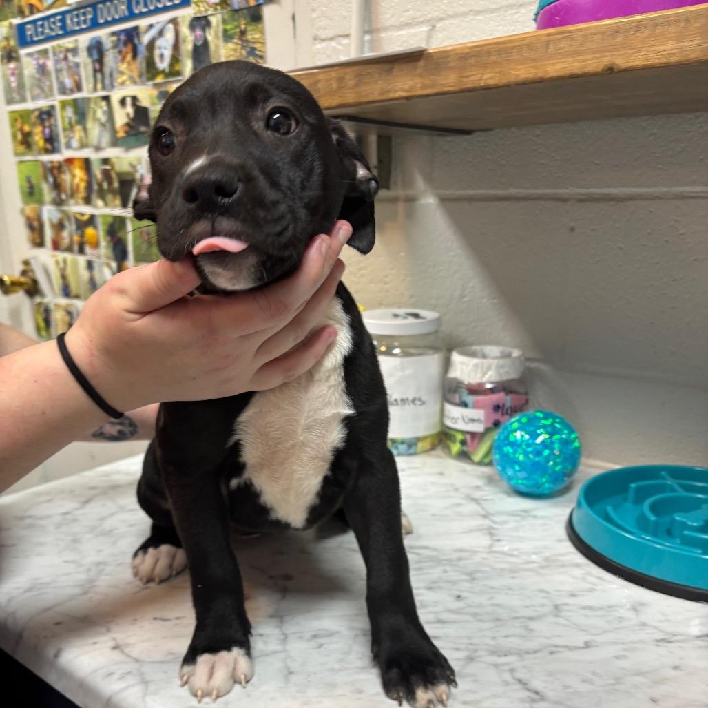 Enlarge Popsicle, a Adoptable Mixed Breed in Pensacola, FL image 2/3