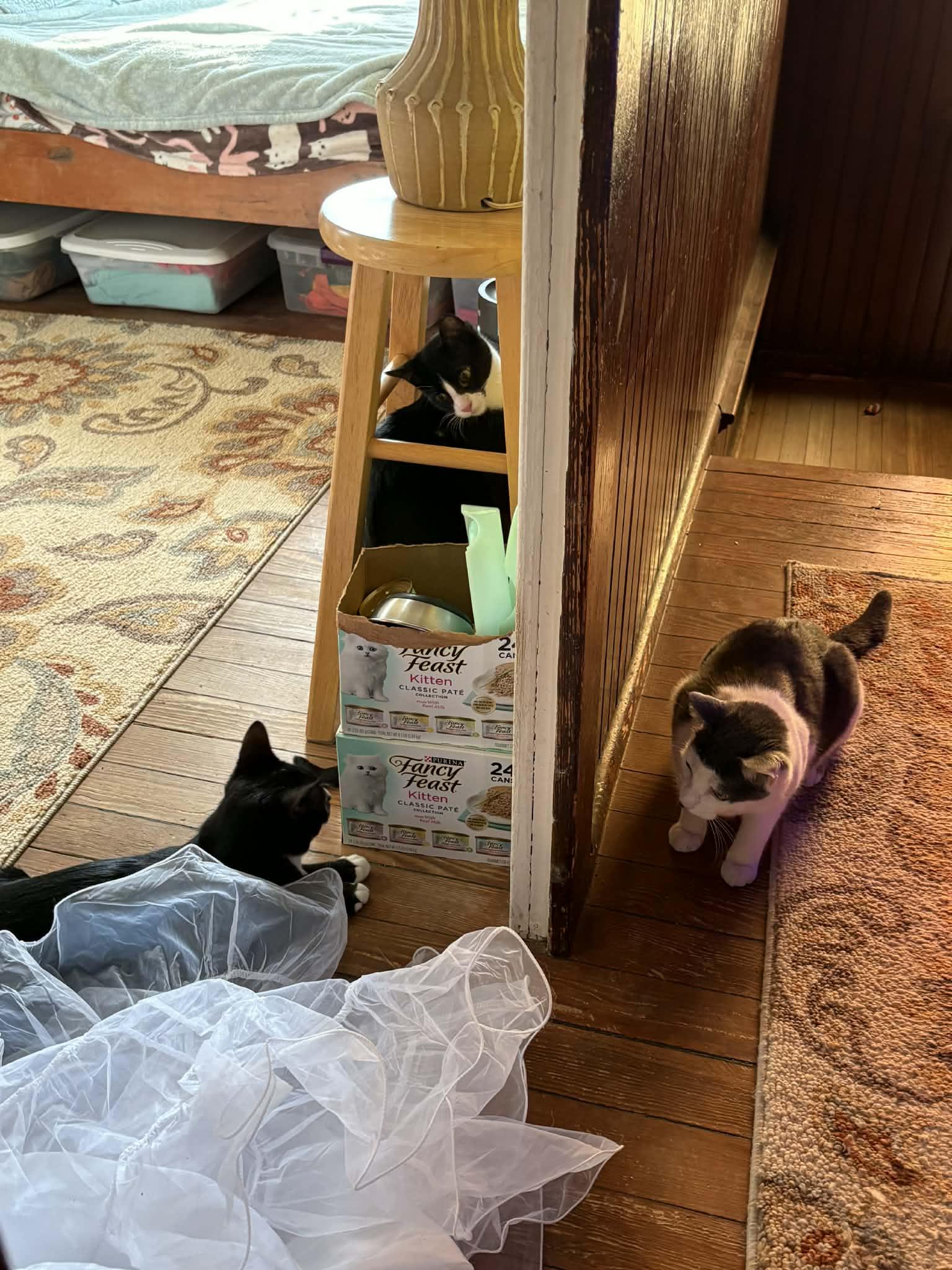 Enlarge Katmai (& Denali) - Bijou's Babies, a Adoptable Domestic Short Hair in Lake Hopatcong, NJ image 6/6