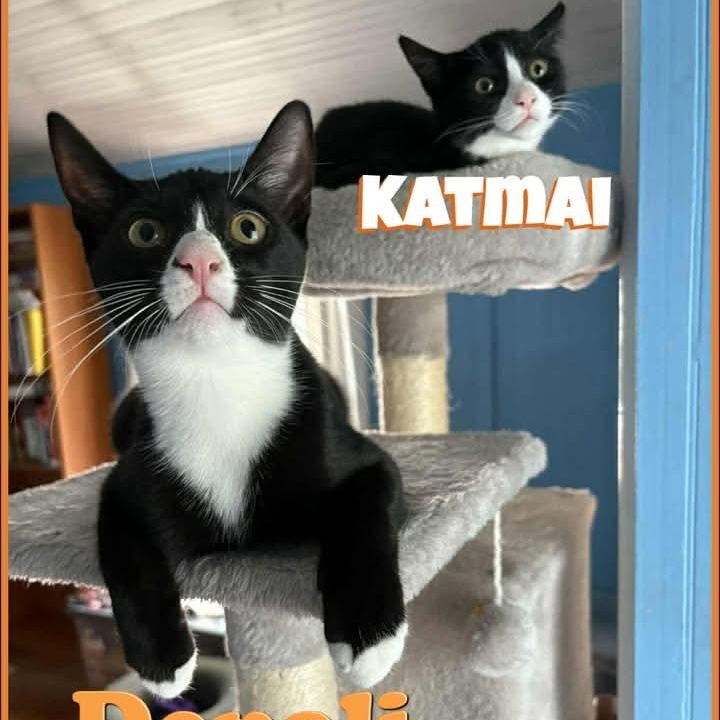 Katmai (& Denali) - Bijou's Babies, Adoptable, Young Female Domestic Short Hair.