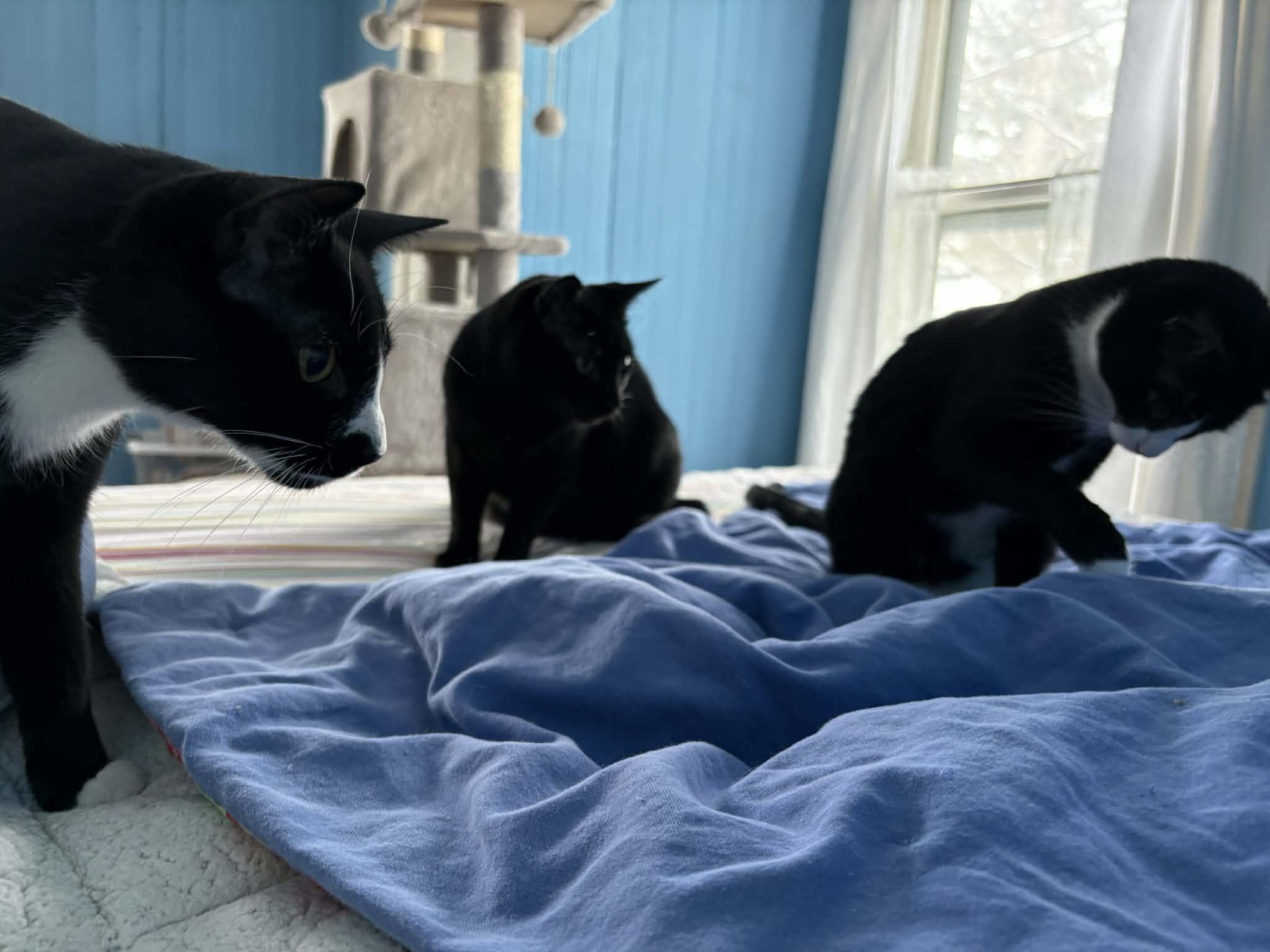 Enlarge Katmai (& Denali) - Bijou's Babies, a Adoptable Domestic Short Hair in Lake Hopatcong, NJ image 5/6