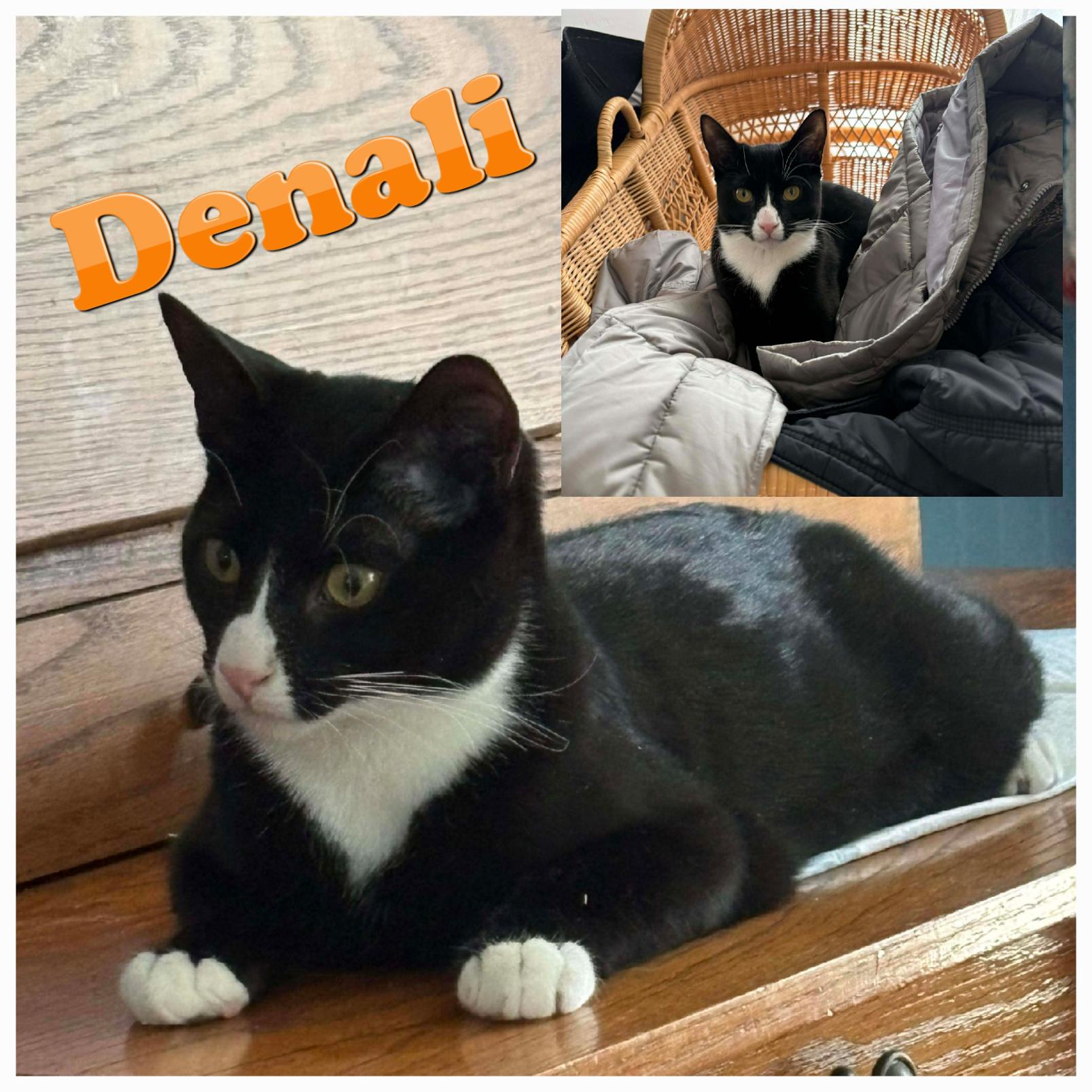 Enlarge Katmai (& Denali) - Bijou's Babies, a Adoptable Domestic Short Hair in Lake Hopatcong, NJ image 4/6