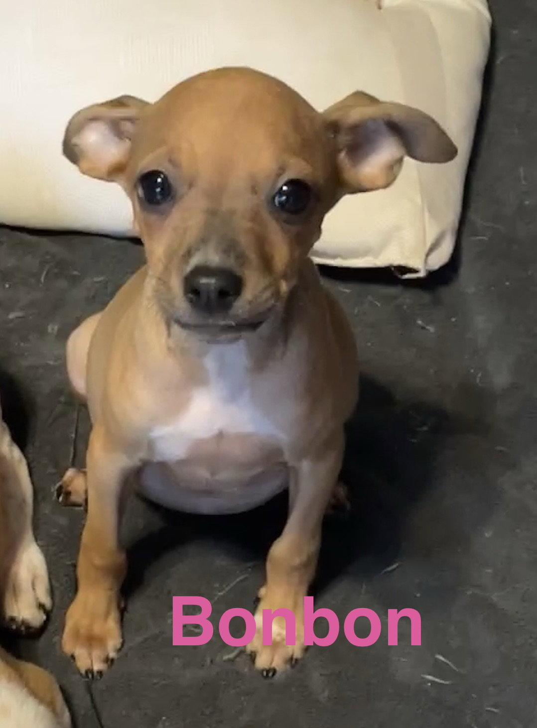 Enlarge Bonbon, a Adoptable mixed breed in Topeka, KS image 1/1