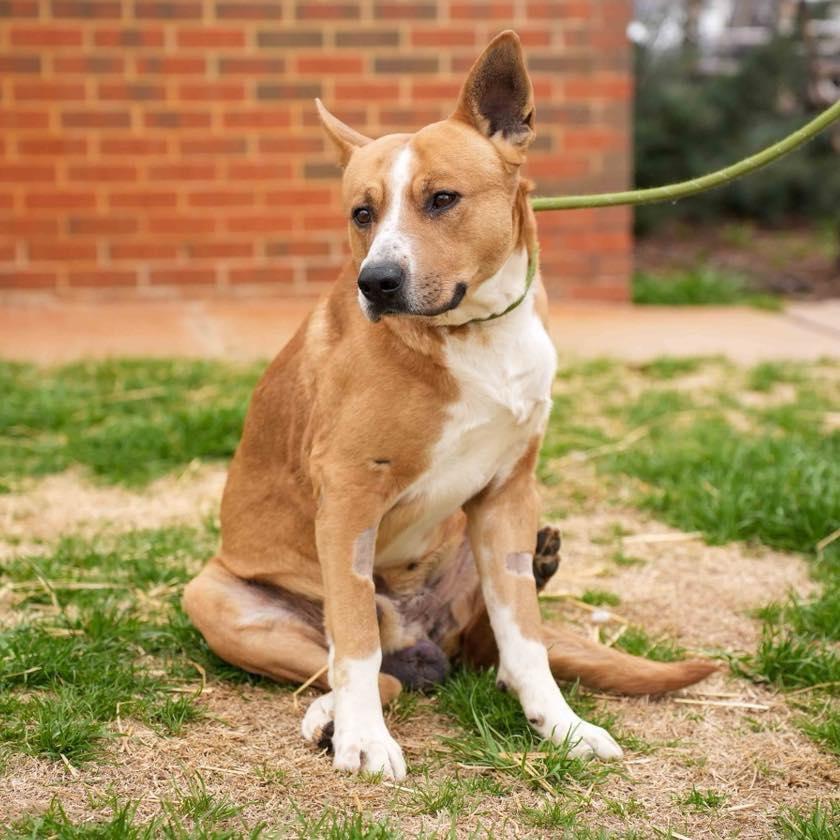 Enlarge Reedy, a ADOPTABLE mixed breed in Stillwater, OK image 3/3