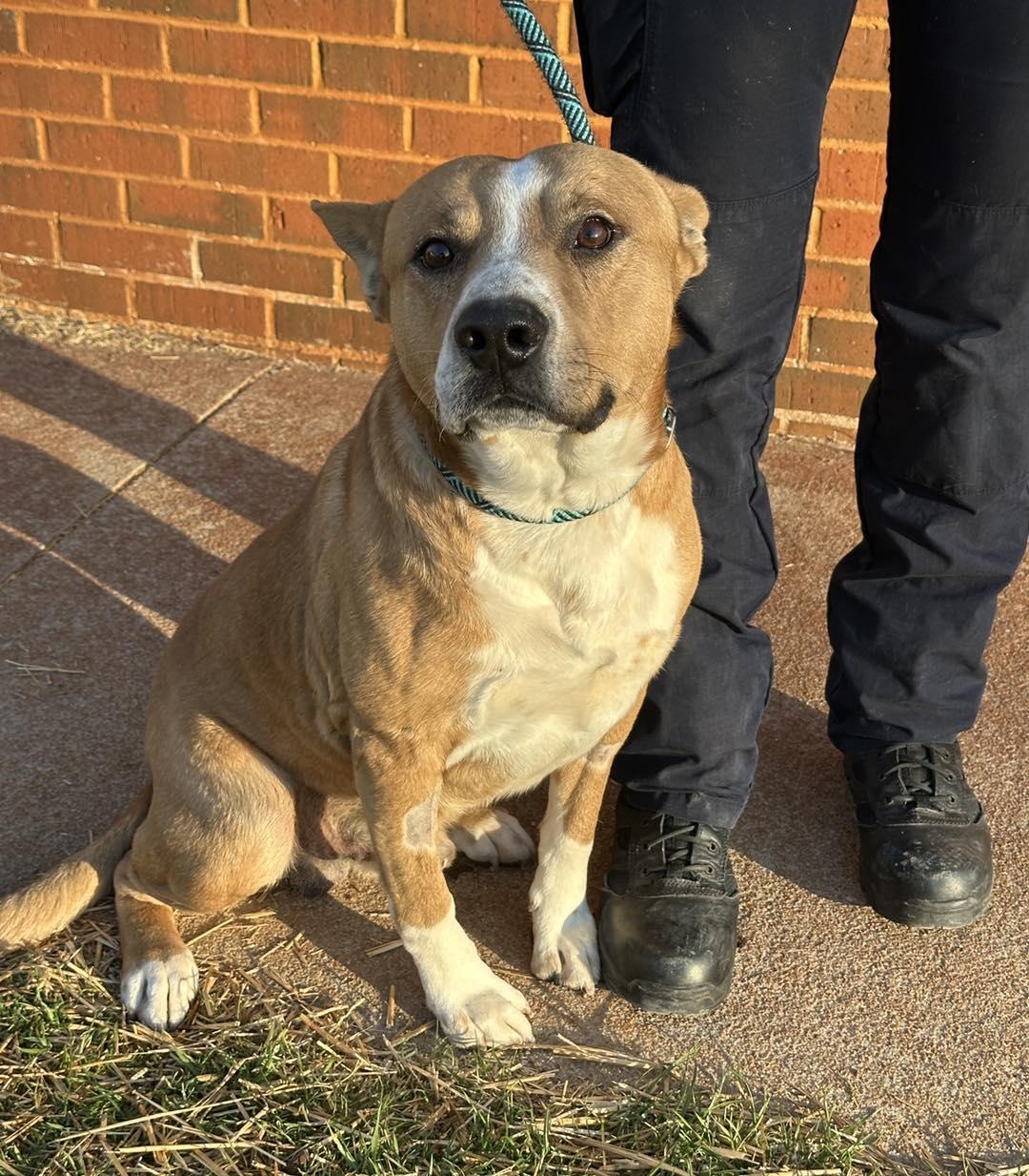 Enlarge Reedy, a ADOPTABLE mixed breed in Stillwater, OK image 1/1