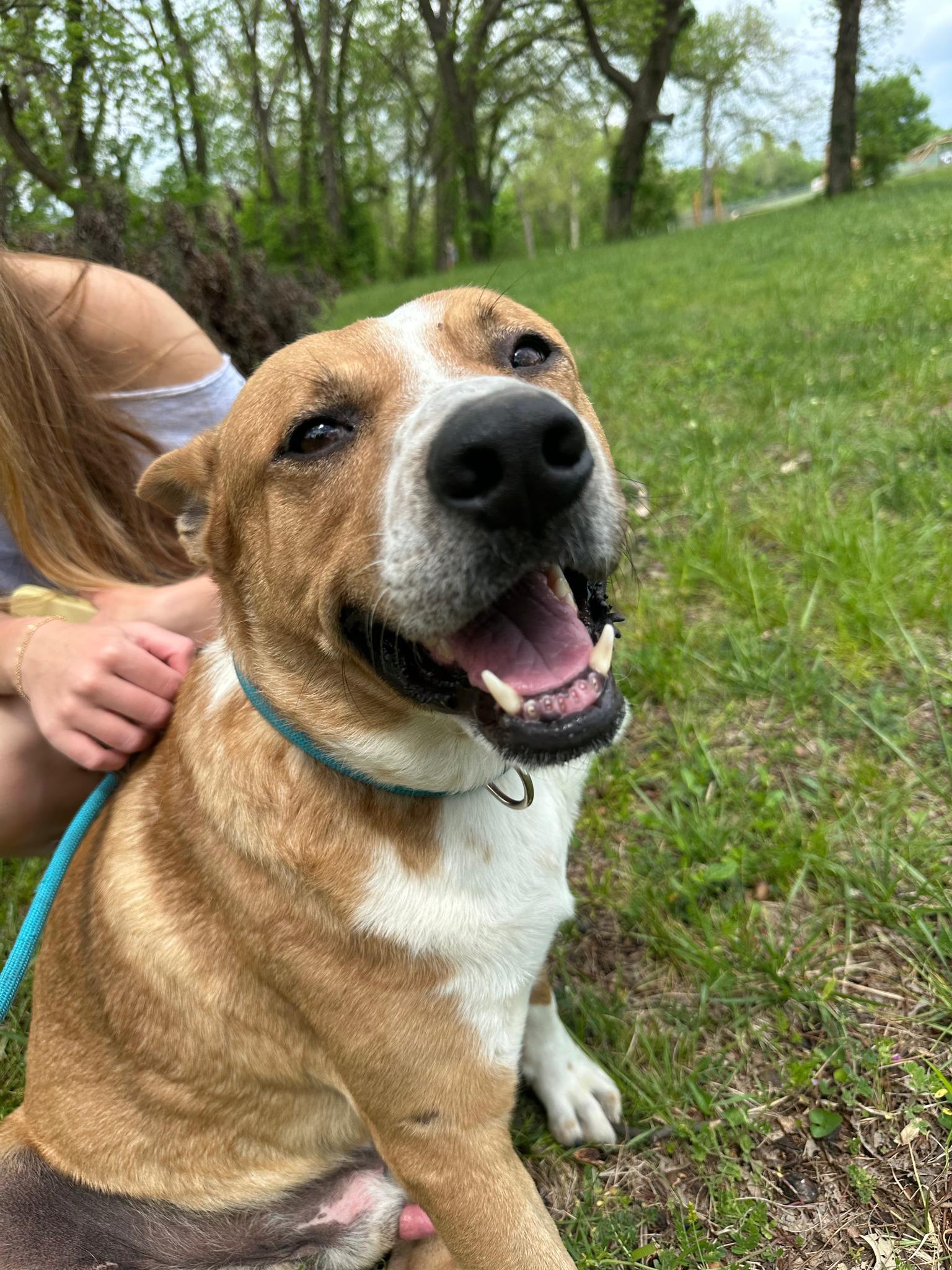 Reedy, ADOPTABLE, Adult Male Australian Cattle Dog / Blue Heeler.