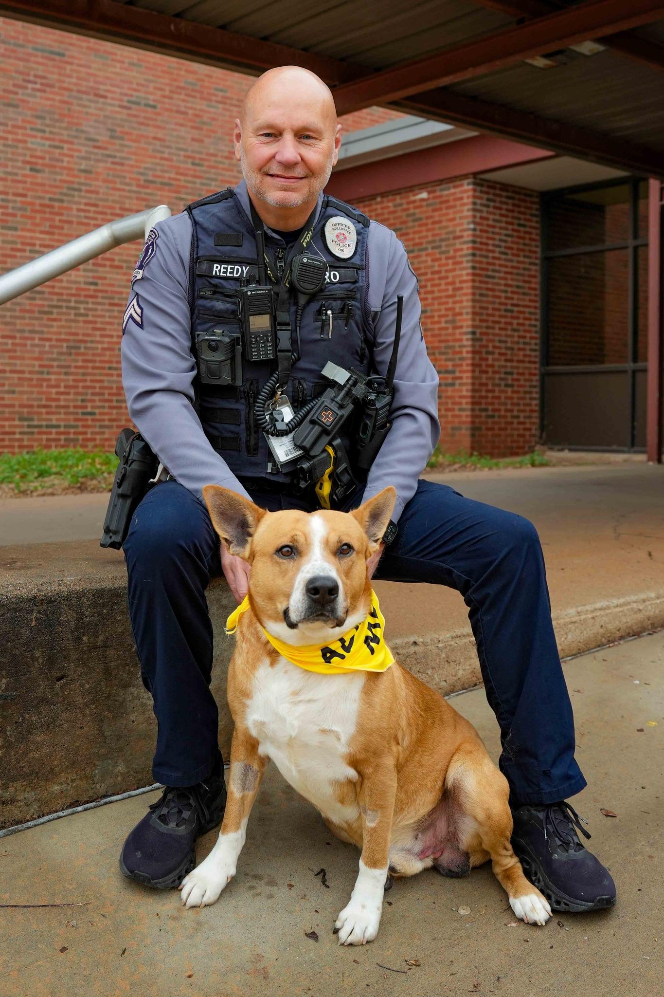 Reedy, ADOPTABLE, Adult Male Australian Cattle Dog / Blue Heeler.