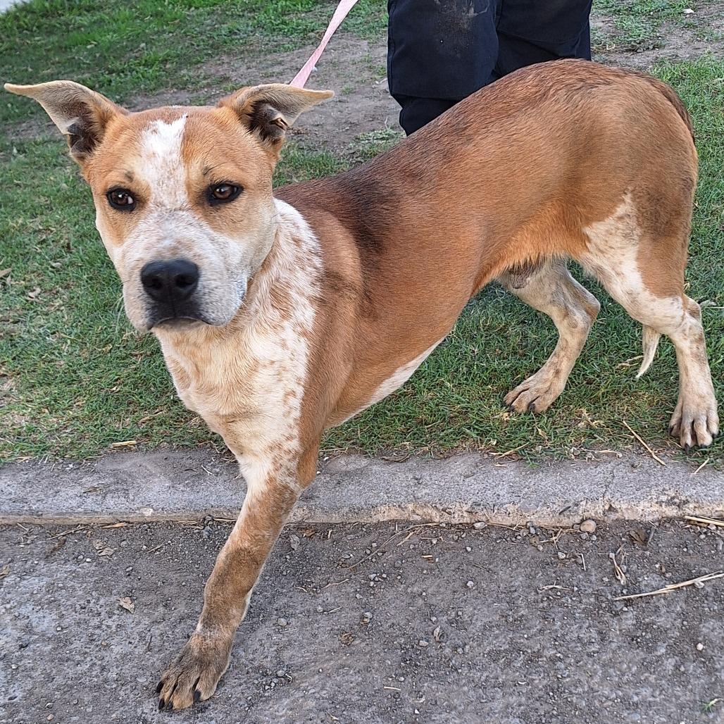 Almond Joy — thumbnail 2