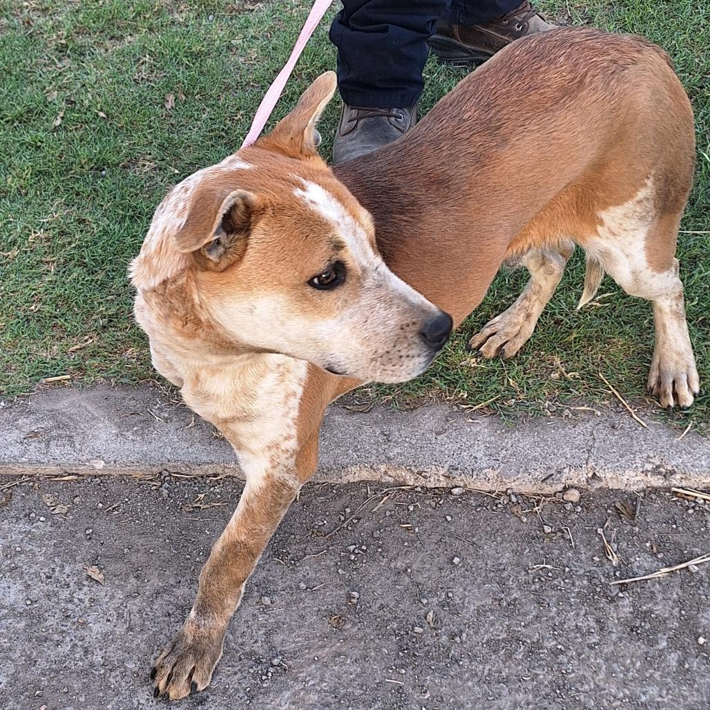 Almond Joy — thumbnail 3