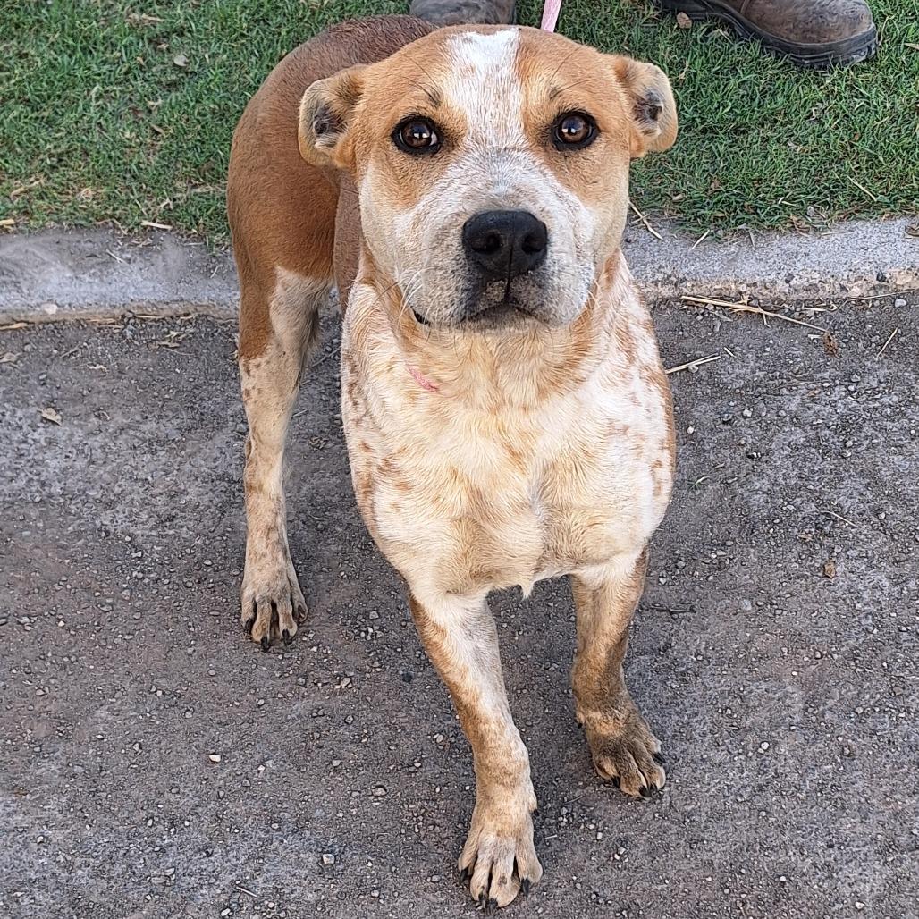 Almond Joy — thumbnail 4