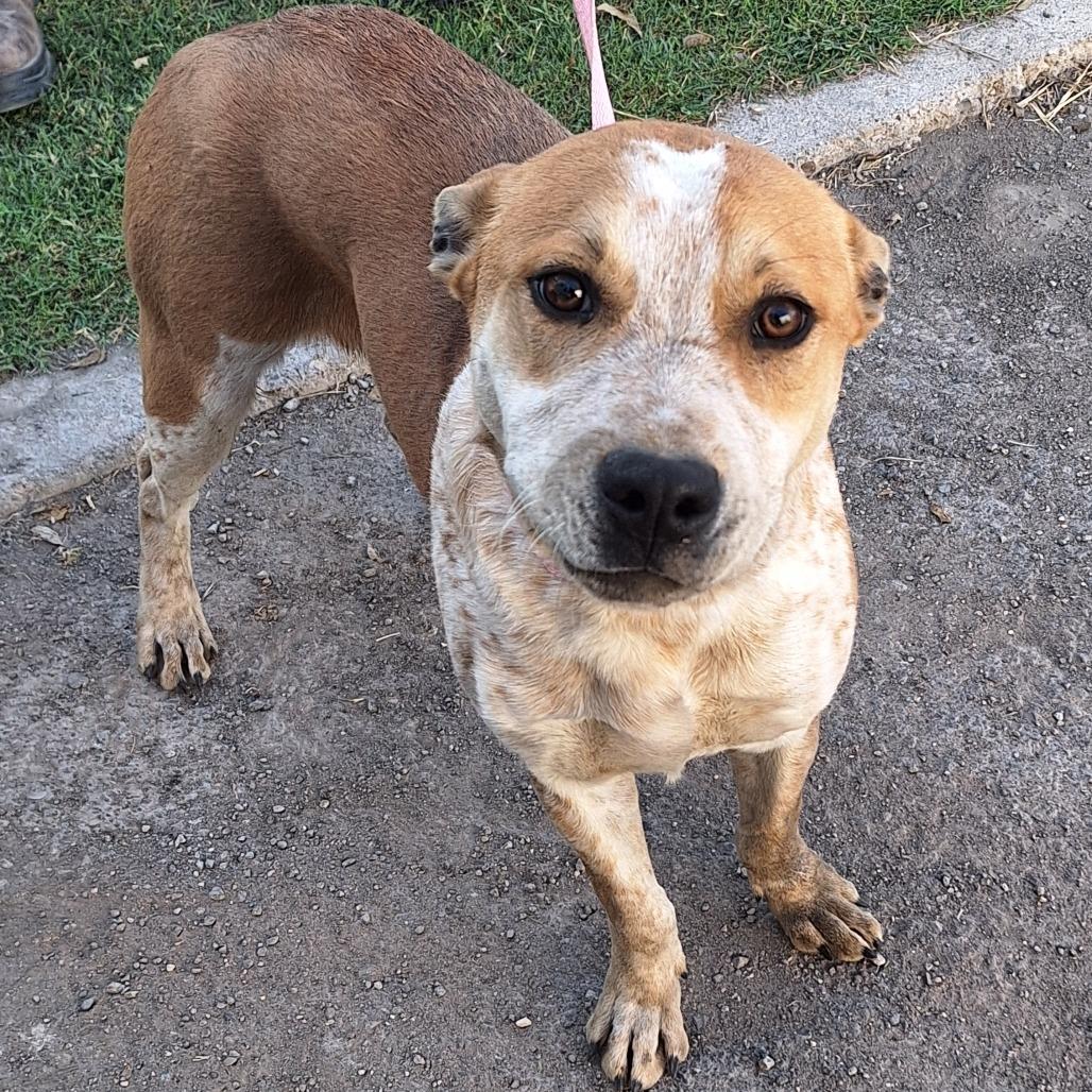 Almond Joy — thumbnail 6