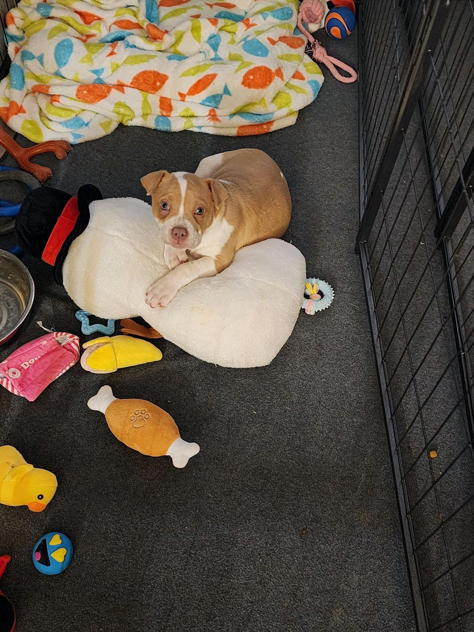 Lil Roxy, Adopted, Adult Female Boston Terrier.