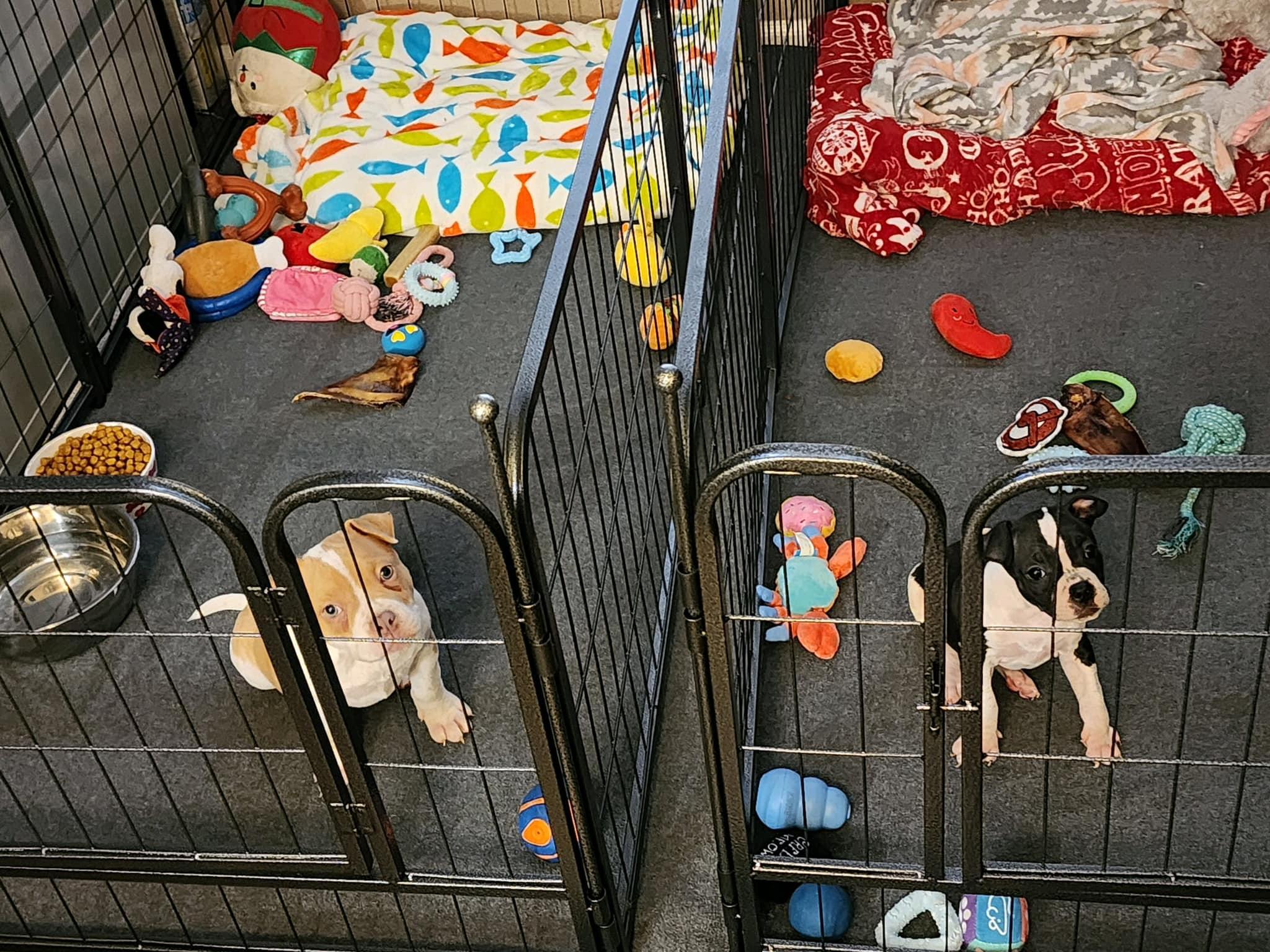 Lil Roxy, a Adopted mixed breed in Gilbert , AZ image 2/6