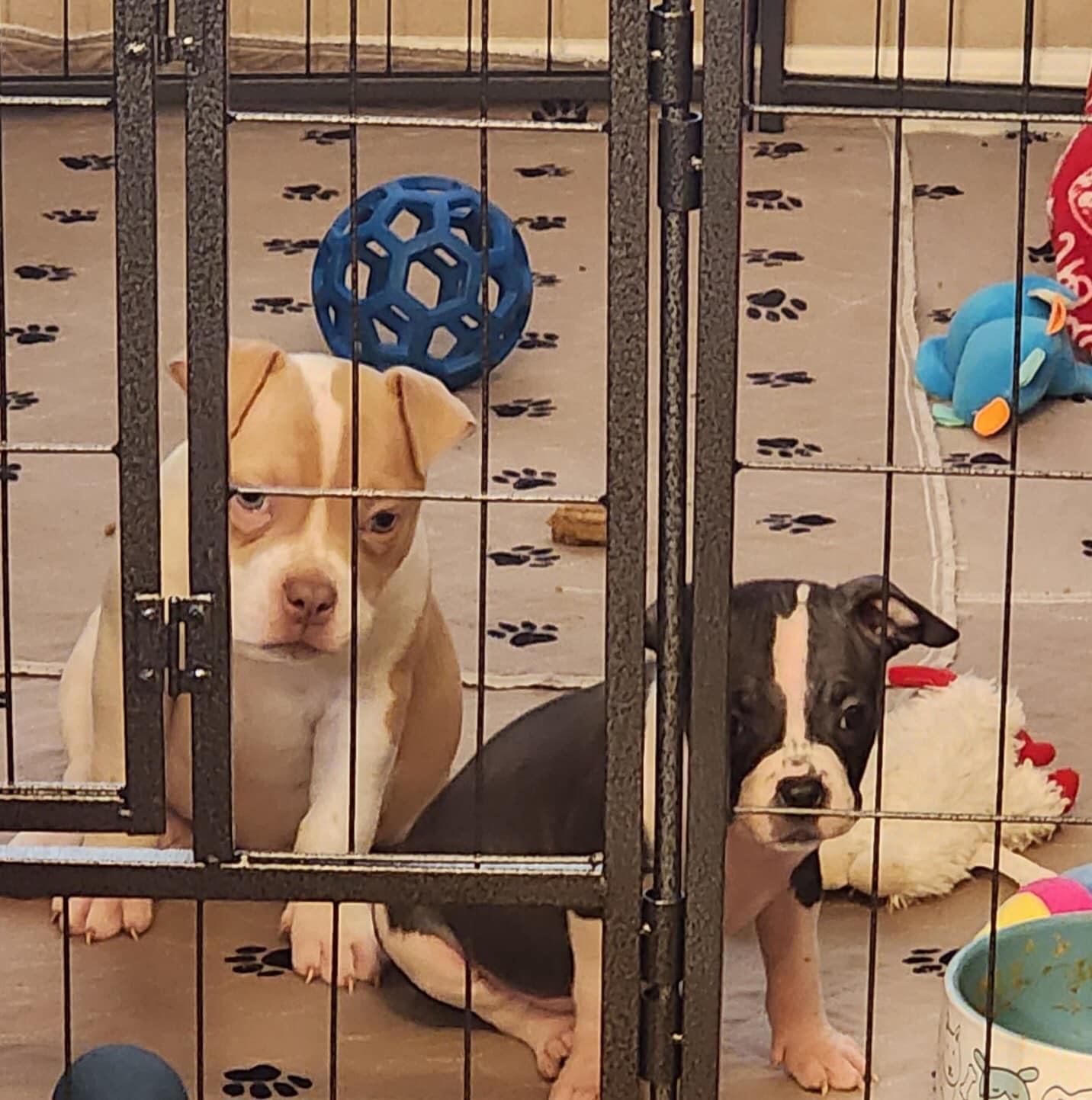 Lil Roxy, a Adopted mixed breed in Gilbert , AZ image 3/6