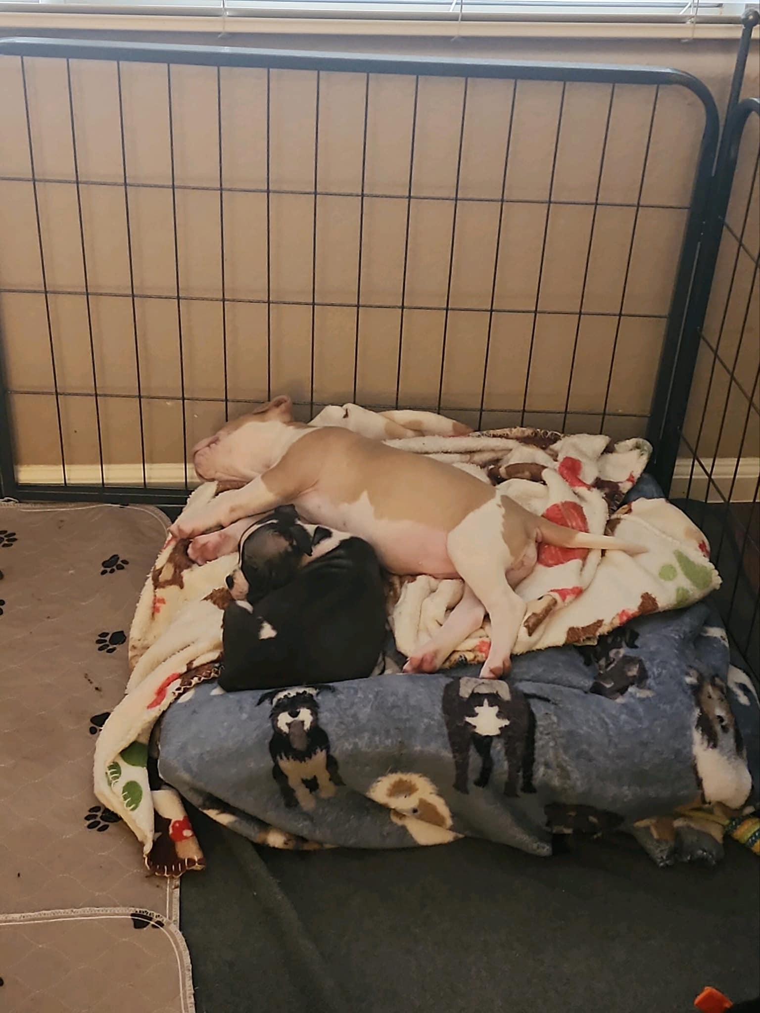 Lil Roxy, a Adopted mixed breed in Gilbert , AZ image 4/6