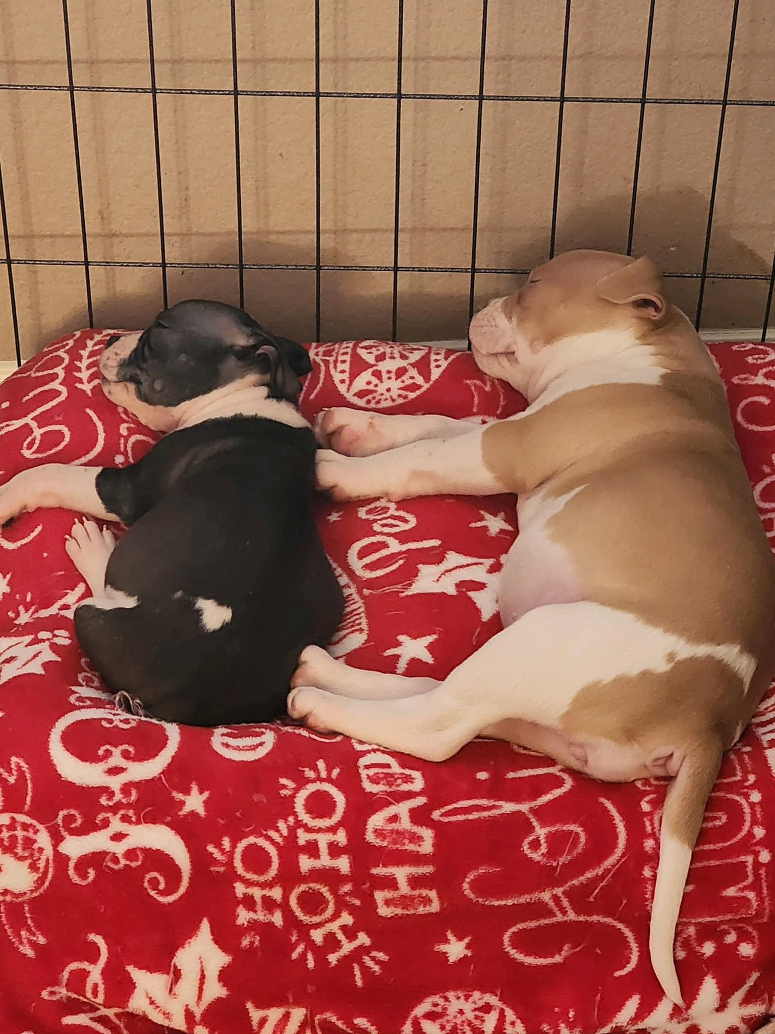 Lil Roxy, a Adopted mixed breed in Gilbert , AZ image 5/6