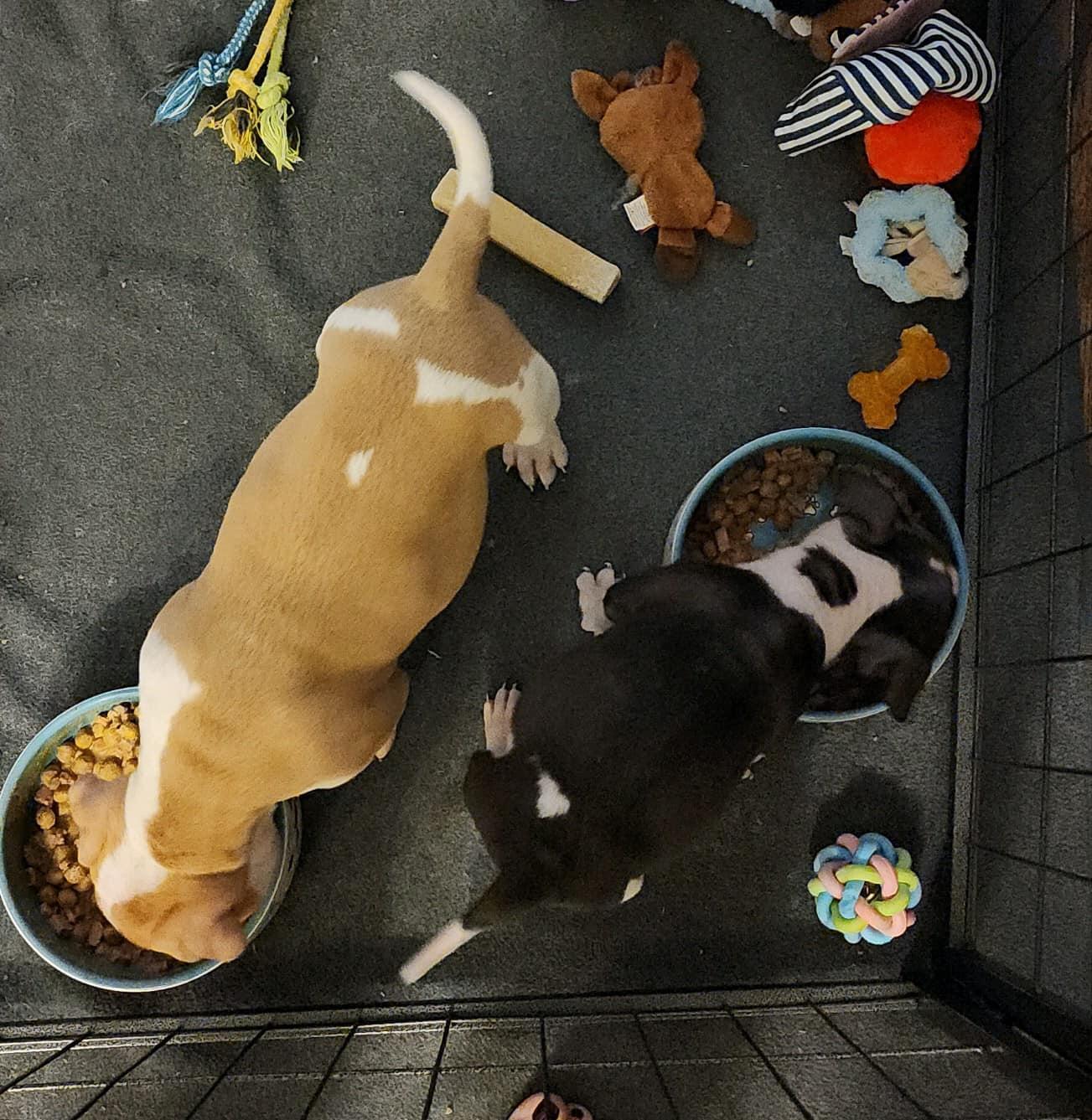 Lil Roxy, a Adopted mixed breed in Gilbert , AZ image 6/6